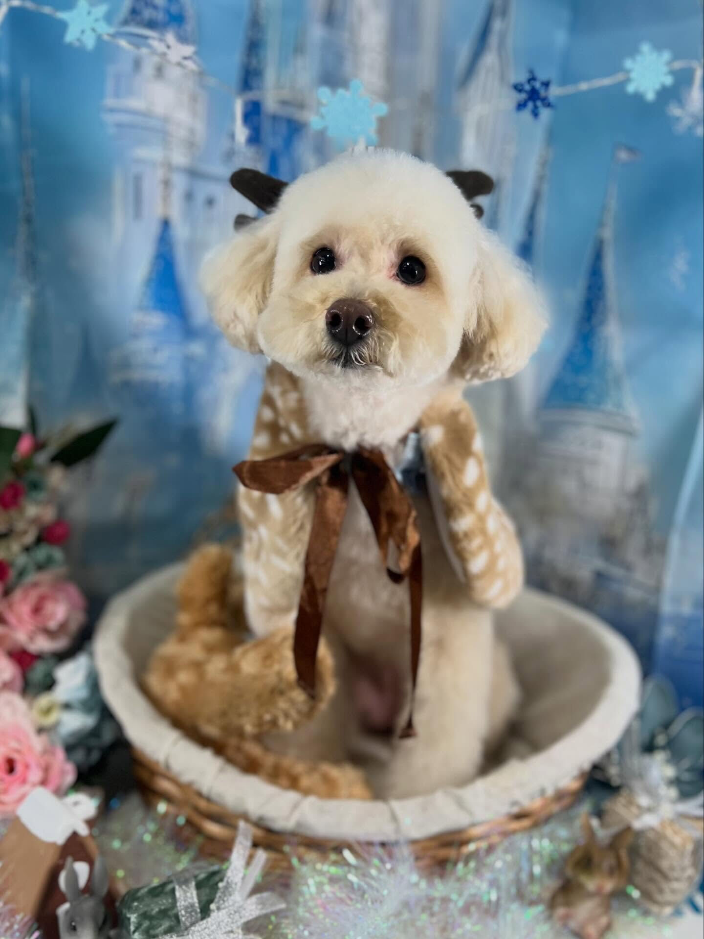 来店いただいたくるみちゃんです🐶✨