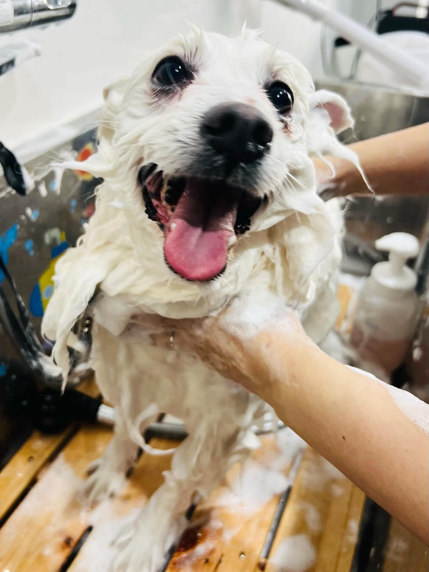 来店いただいたLULUくんです🐶✨