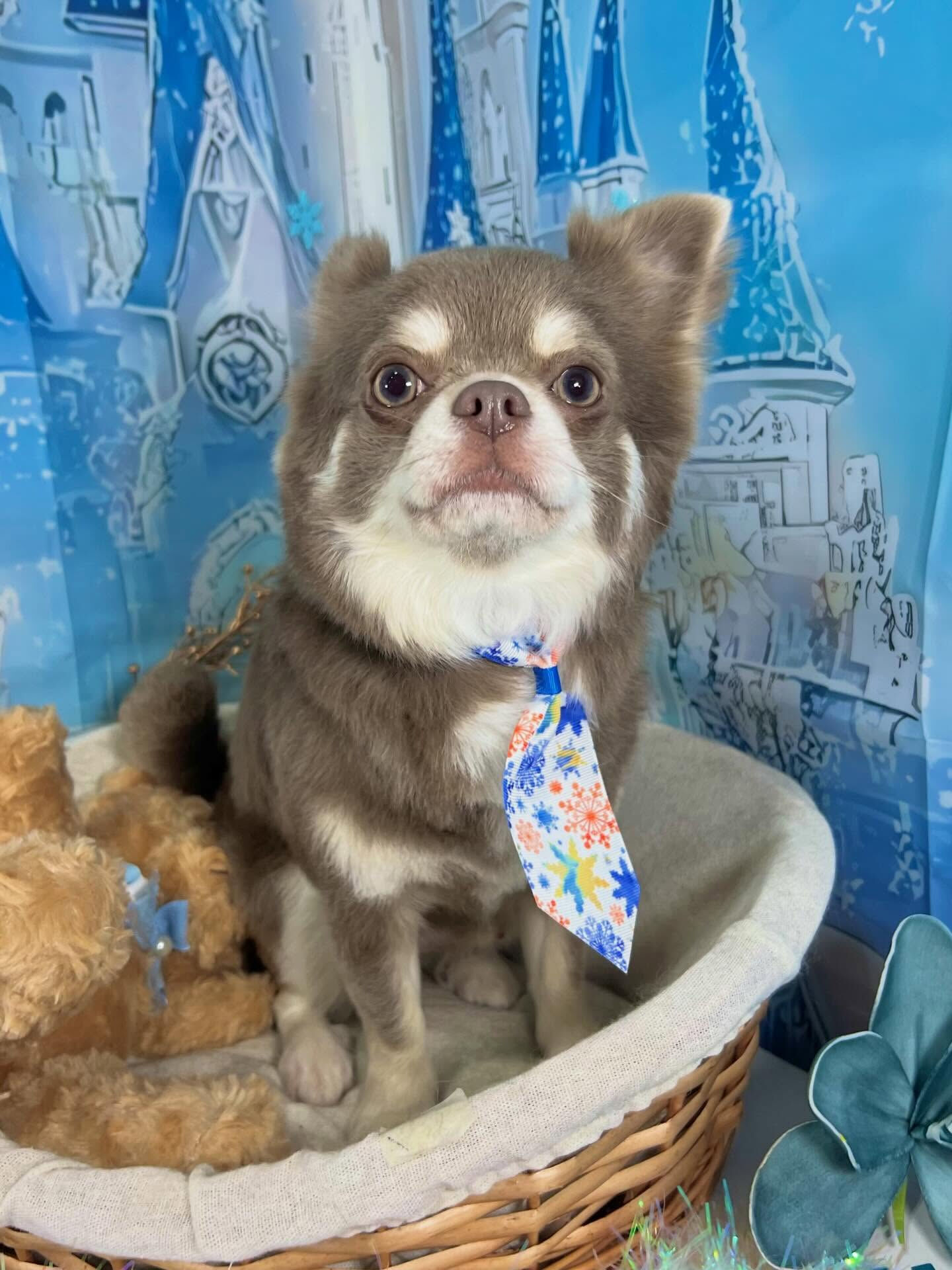 来店いただいたレンくんです🐶✨