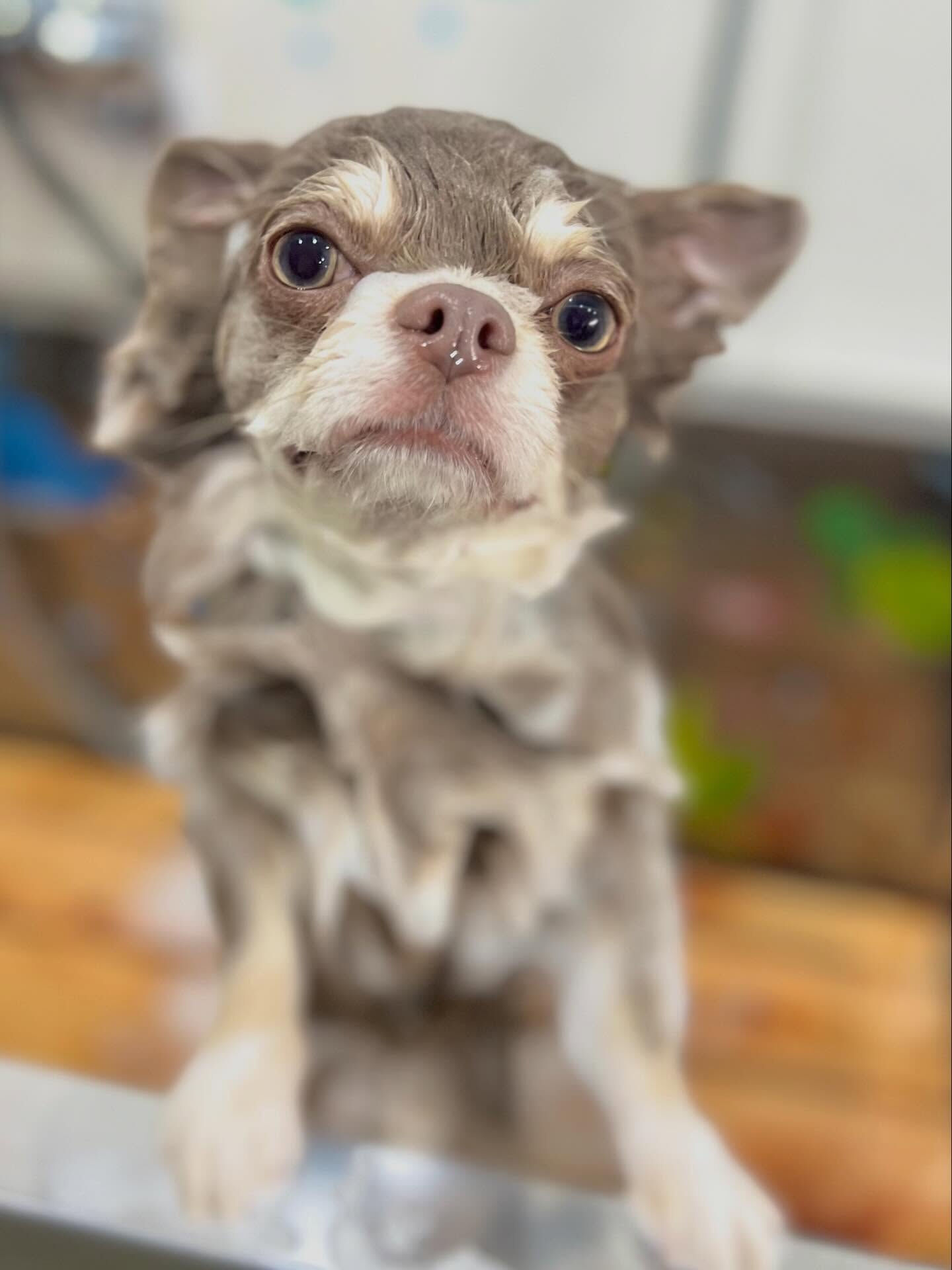 来店いただいたレンくんです🐶✨