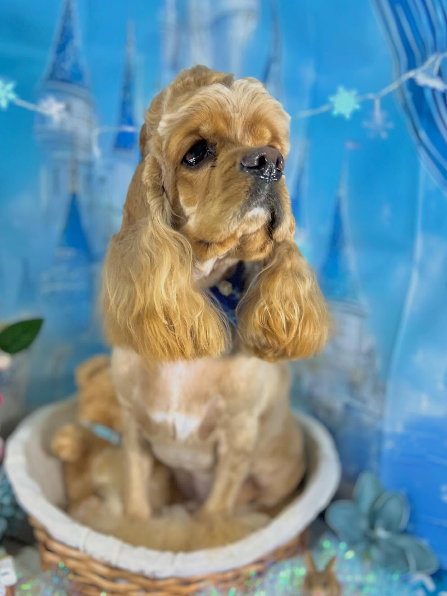 来店いただいたちるくんです🐶✨