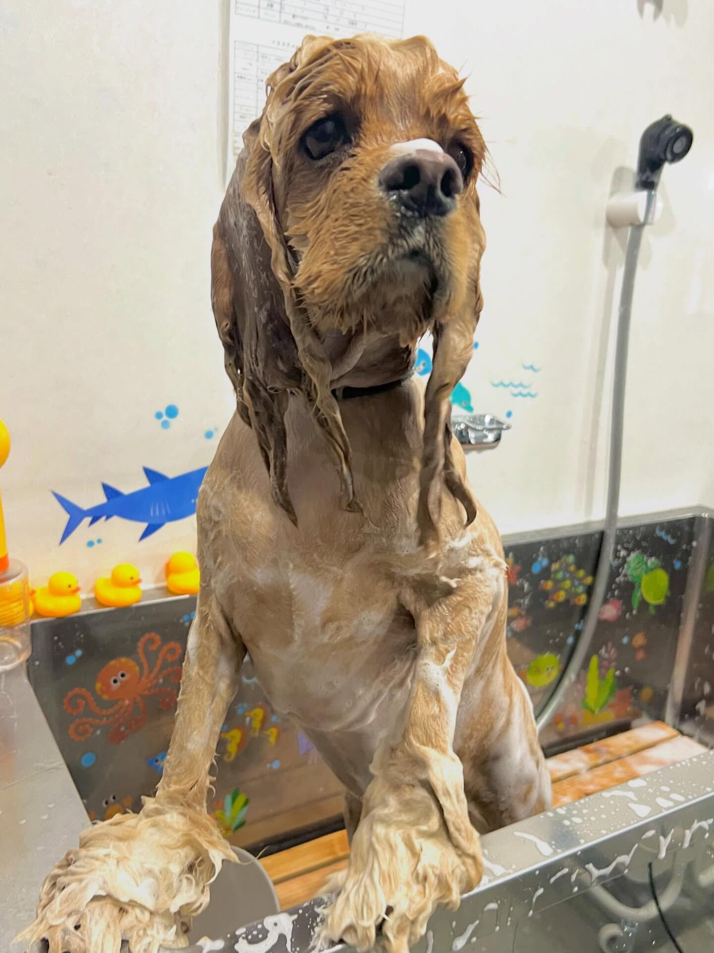 来店いただいたちるくんです🐶✨