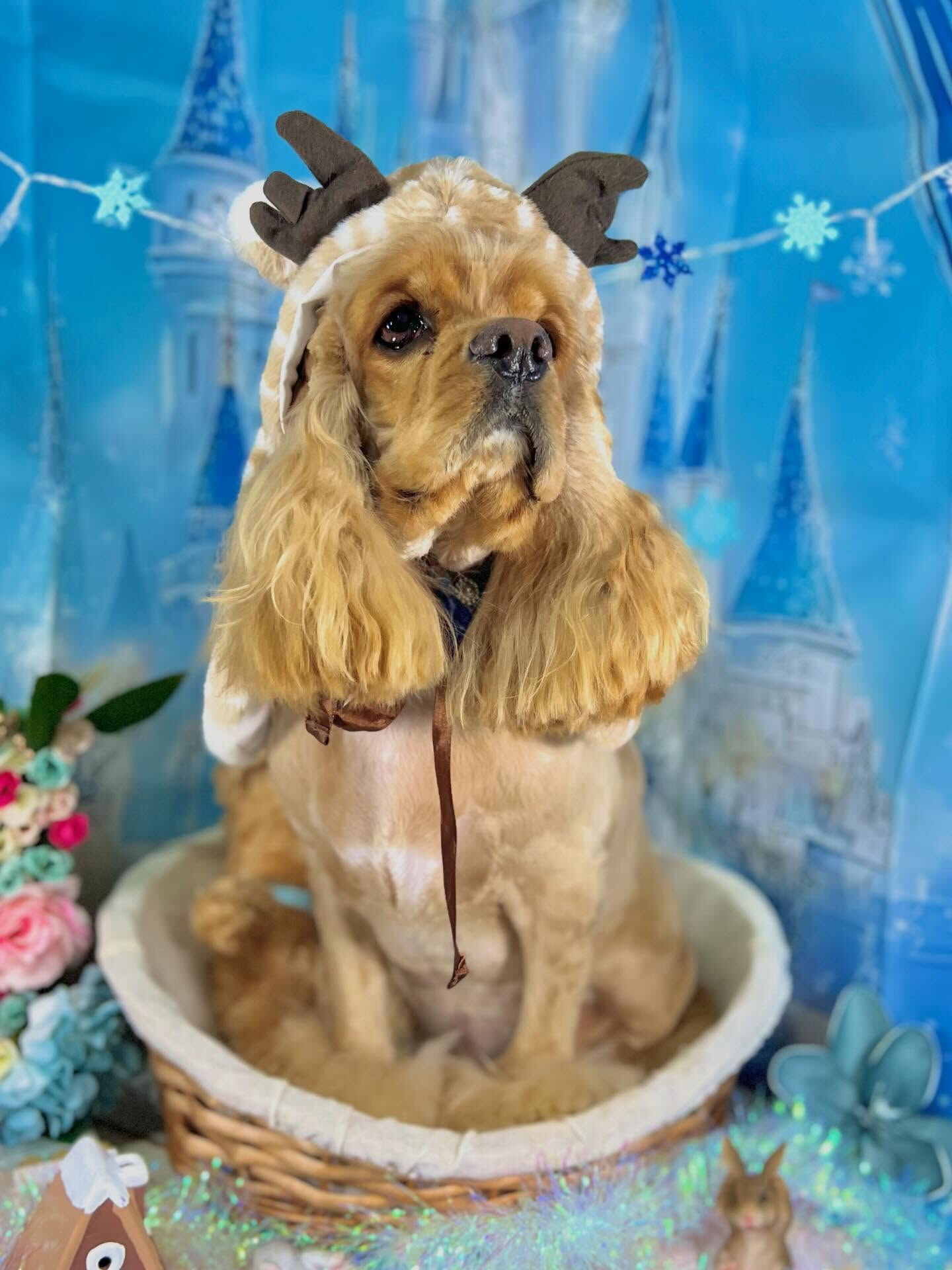 来店いただいたちるくんです🐶✨