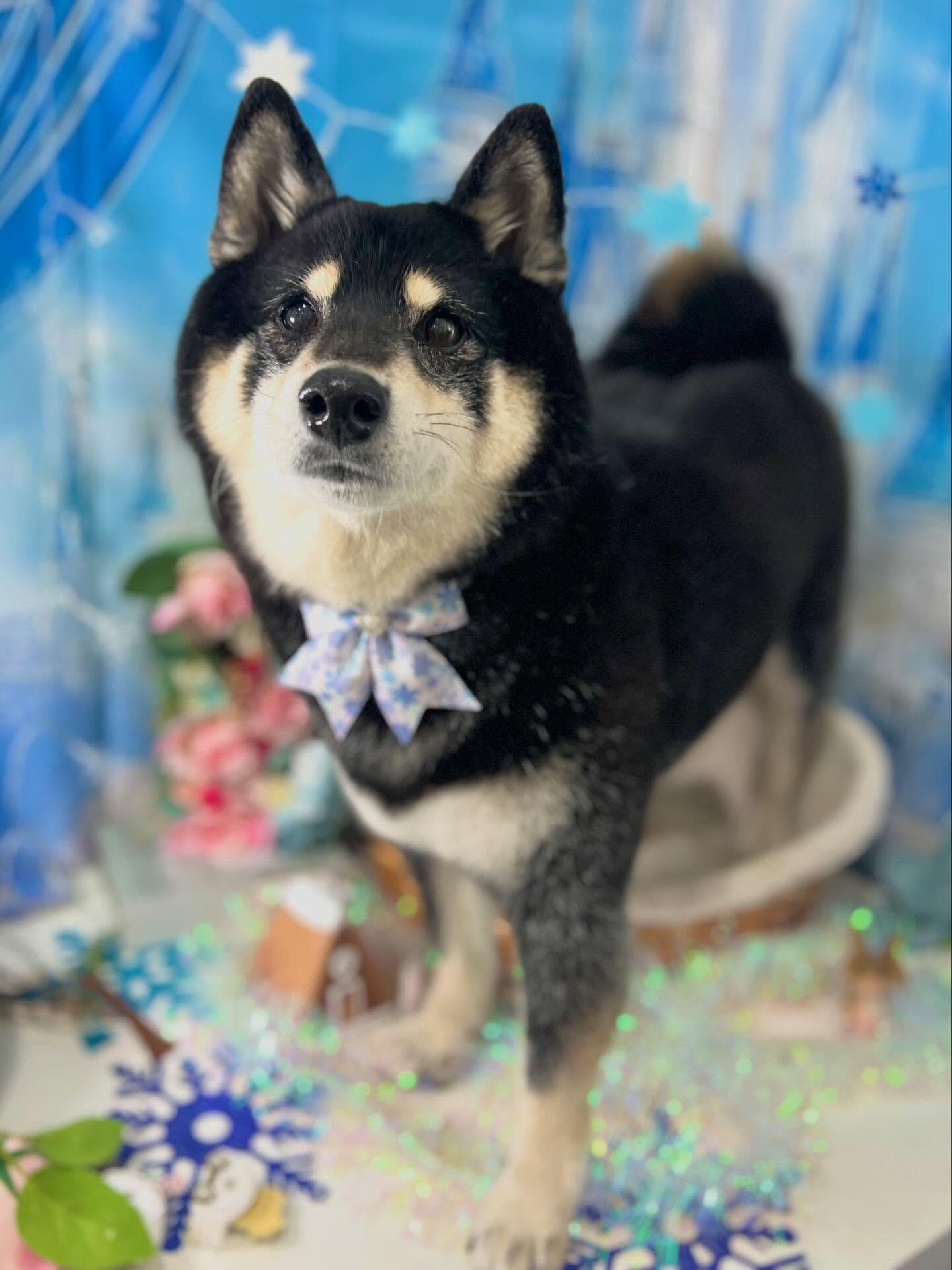 来店いただいたしじみちゃんです🐶✨
