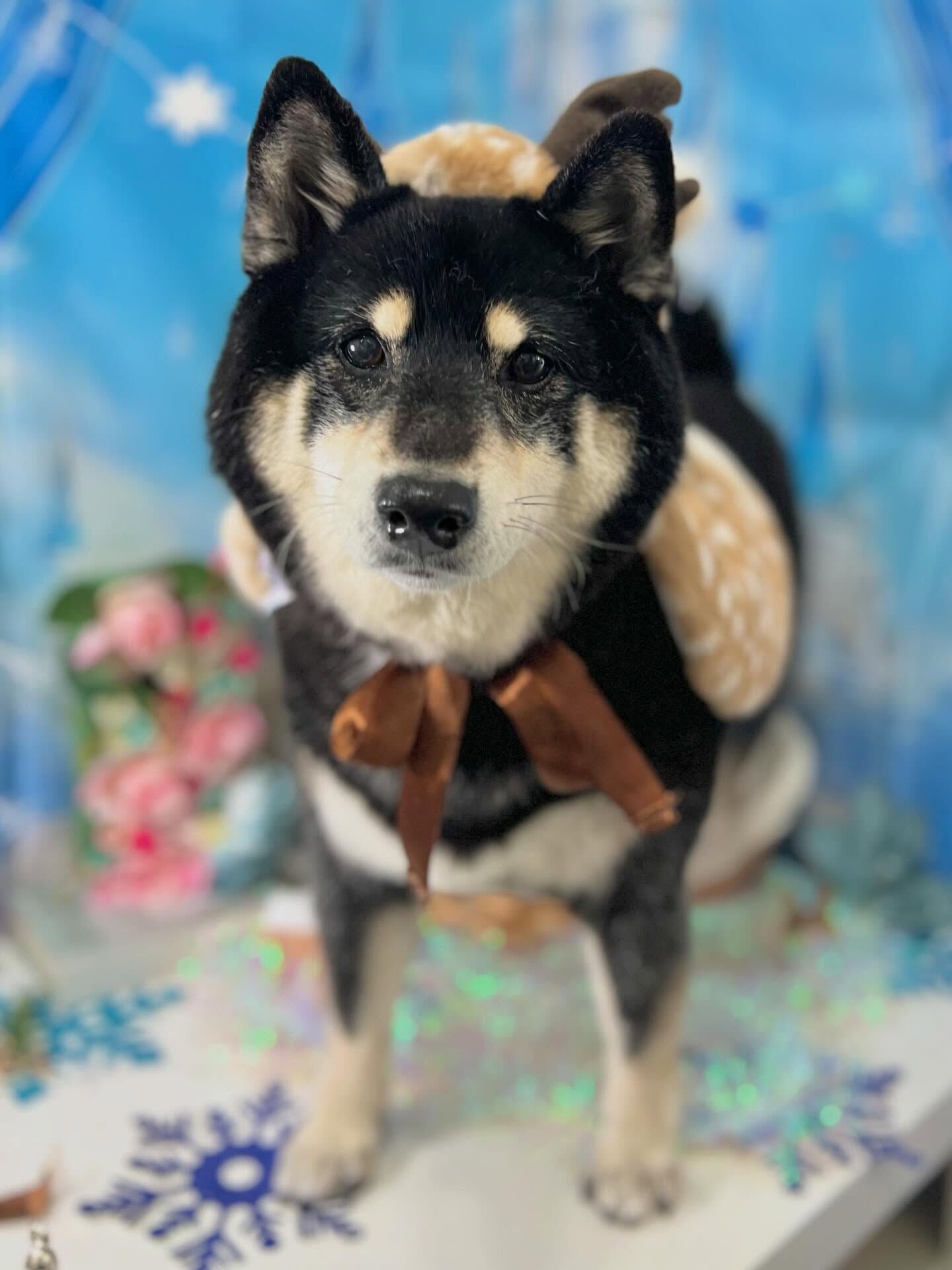 来店いただいたしじみちゃんです🐶✨