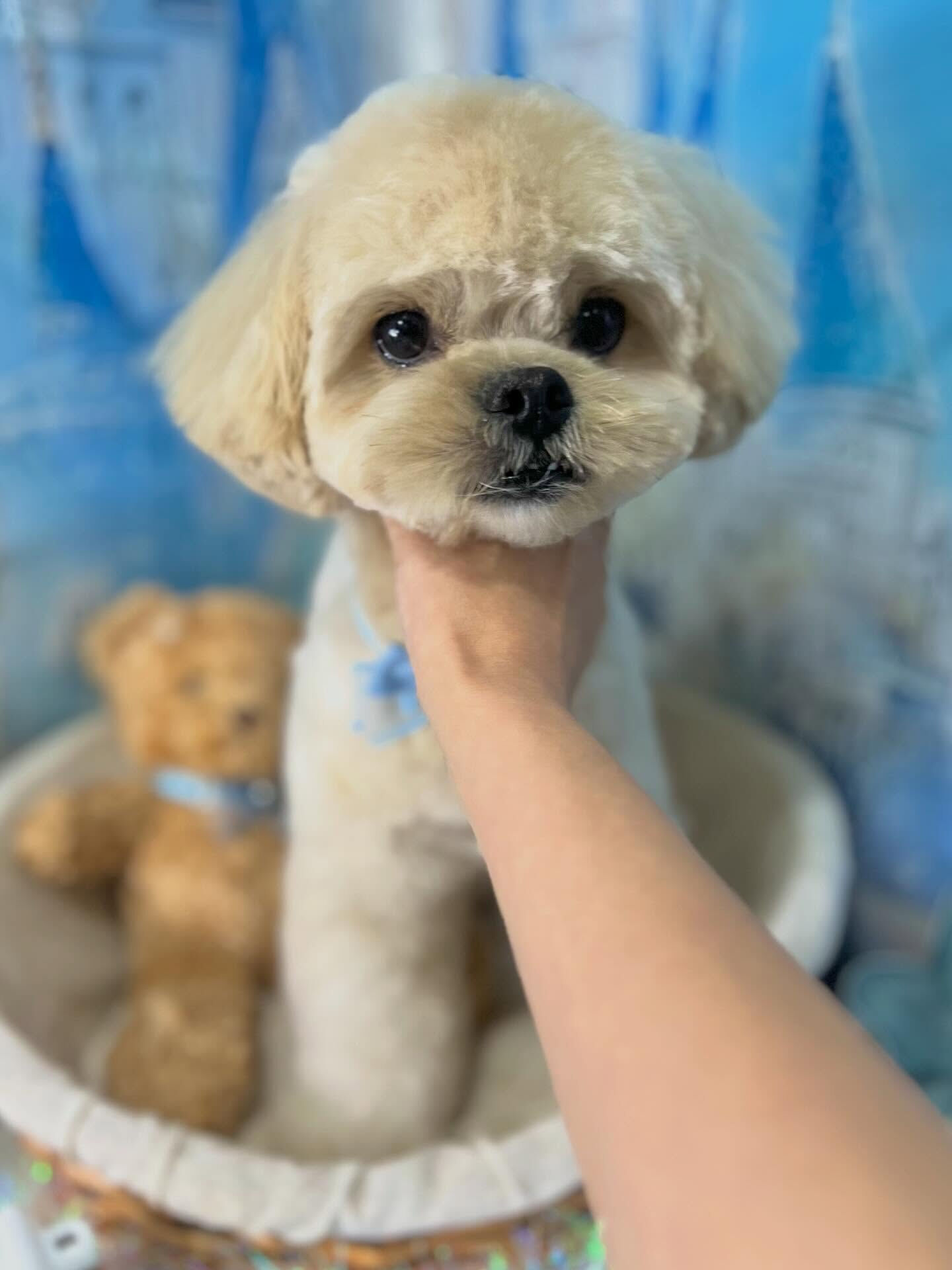 来店いただいたまるとくんです🐶✨