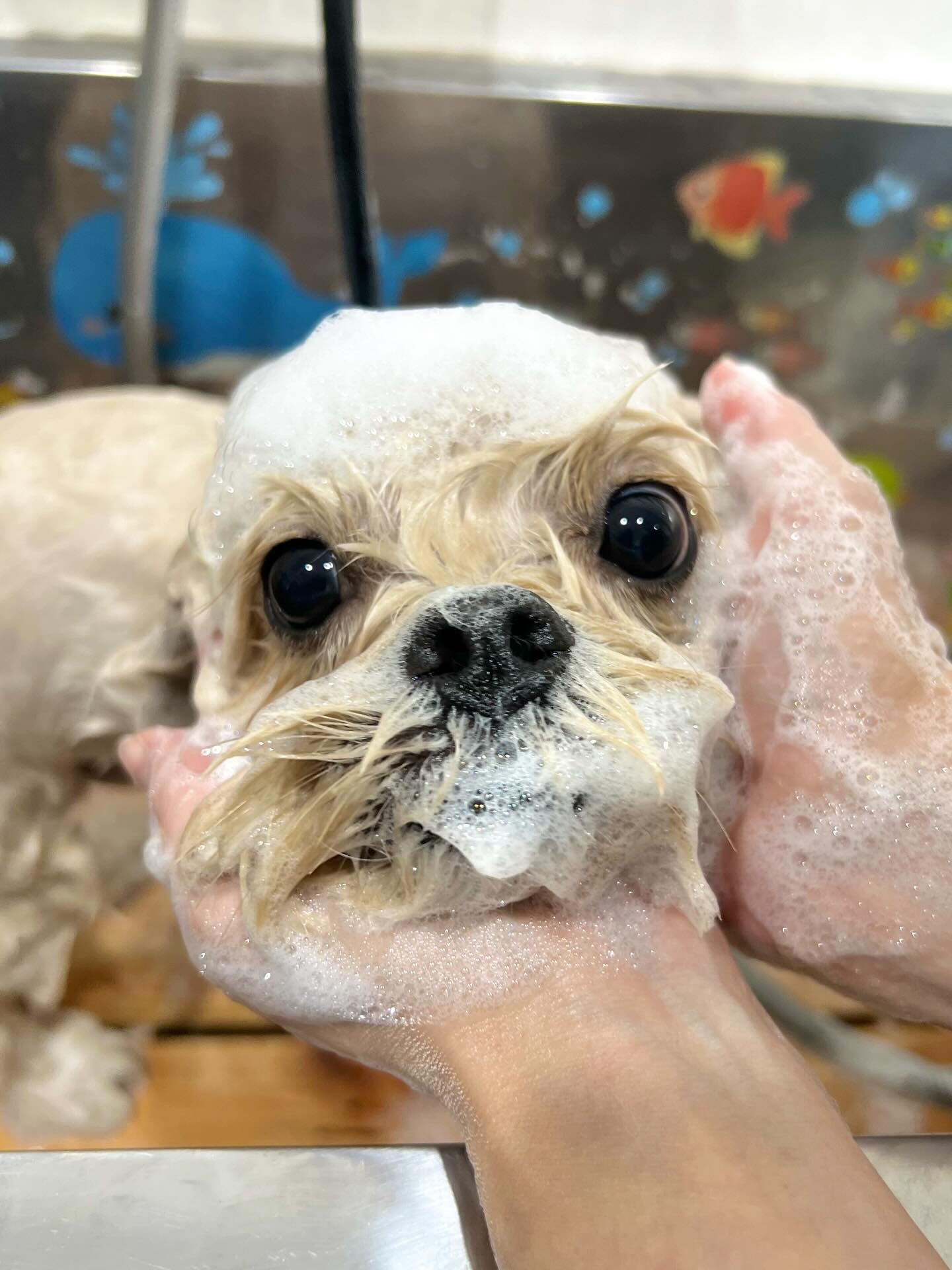来店いただいたまるとくんです🐶✨