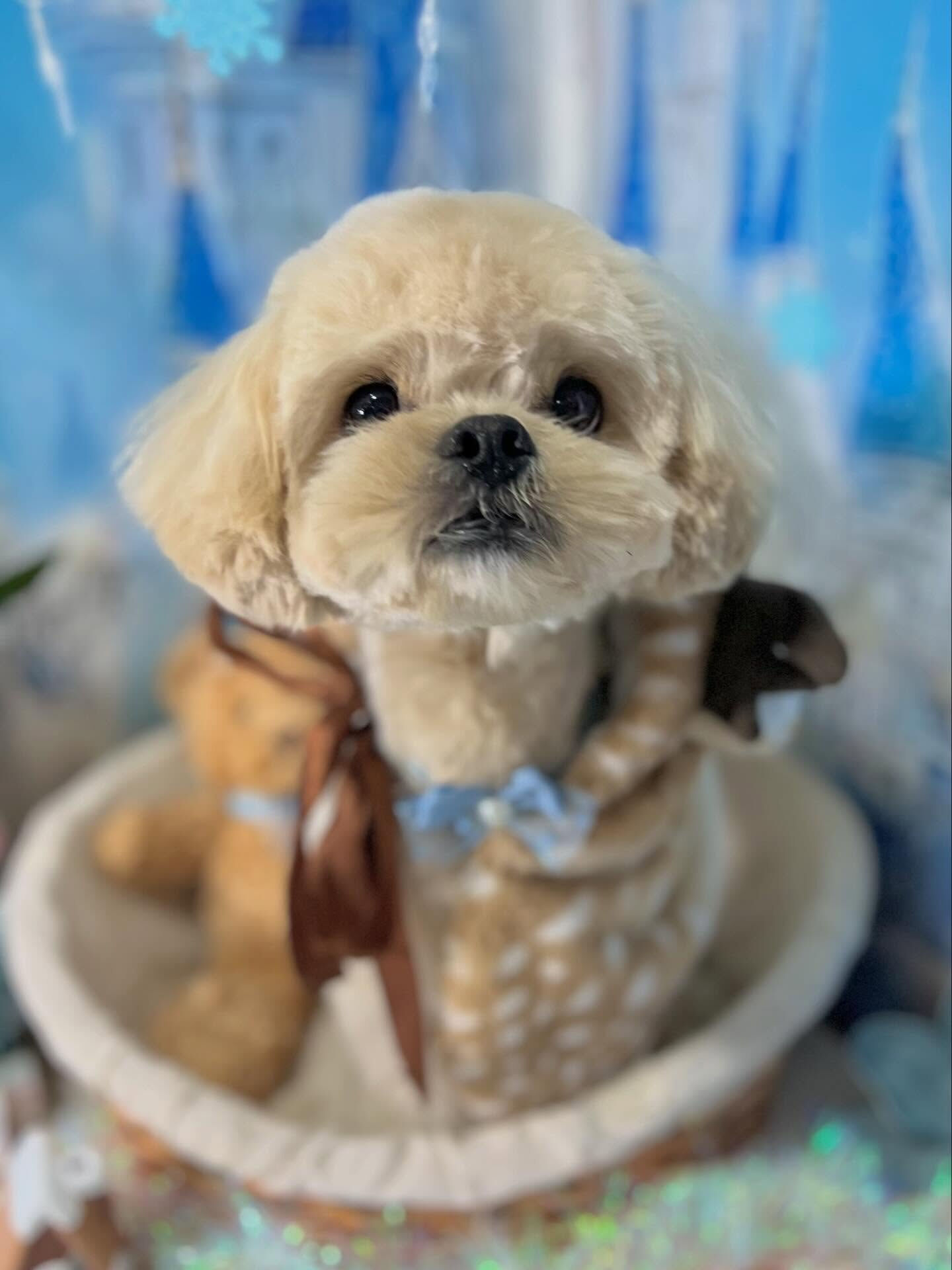 来店いただいたまるとくんです🐶✨