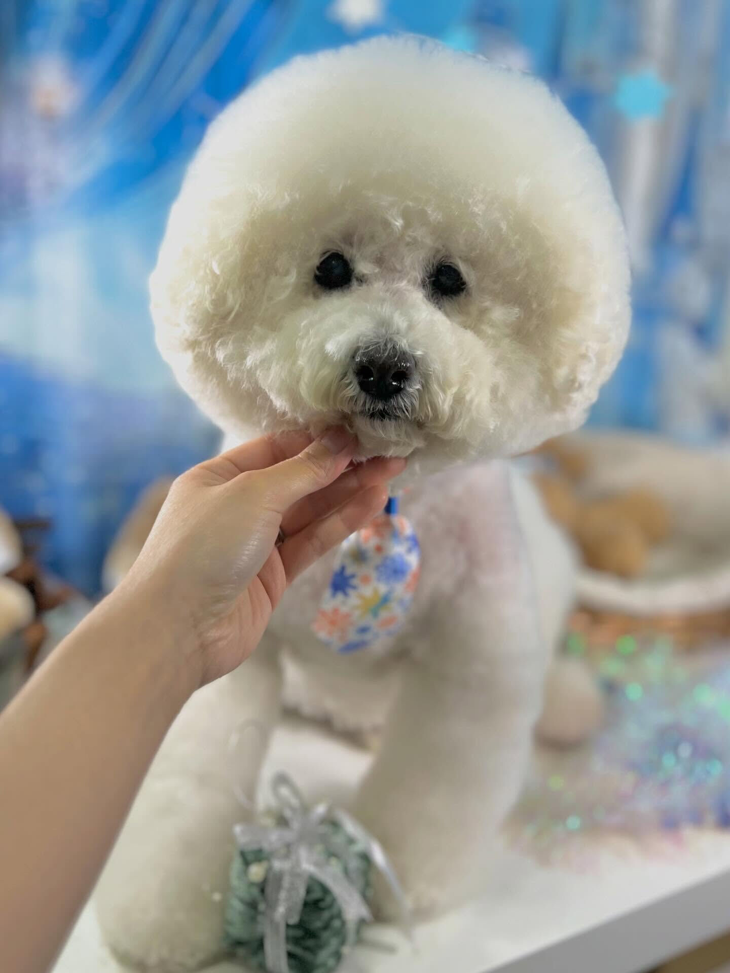 来店いただいたスキップくんです🐶✨