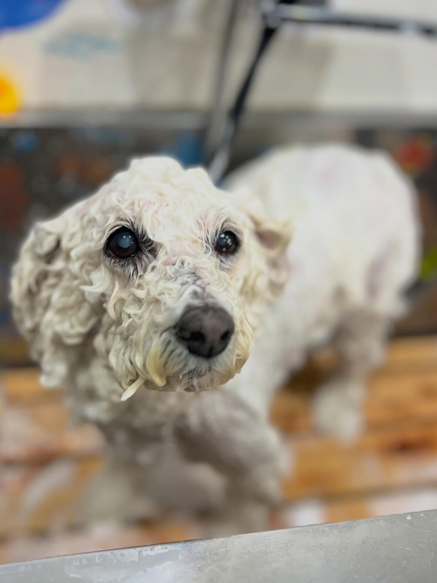 来店いただいたスキップくんです🐶✨