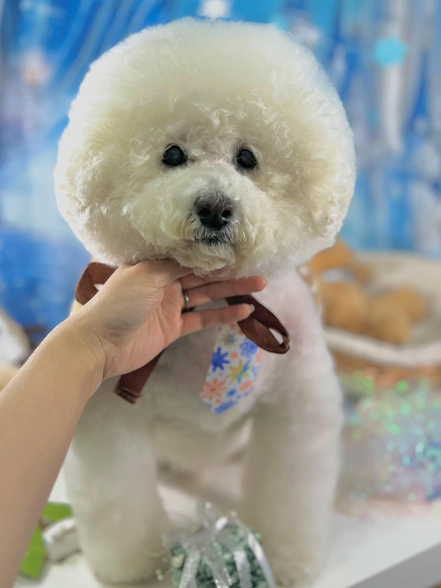 来店いただいたスキップくんです🐶✨