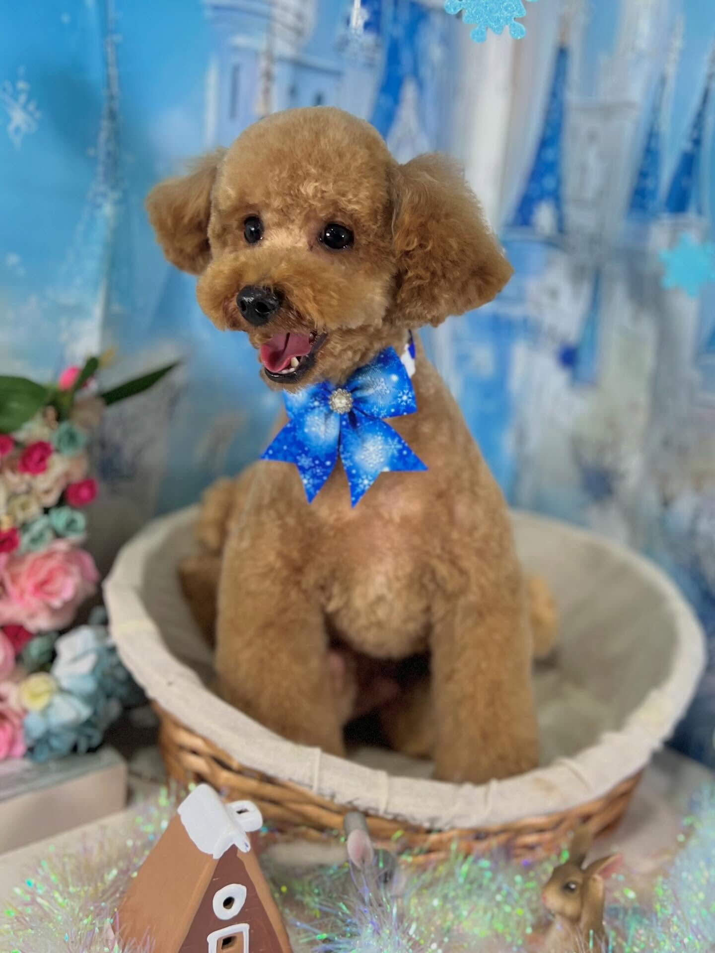 来店いただいたまろんくんです🐶✨