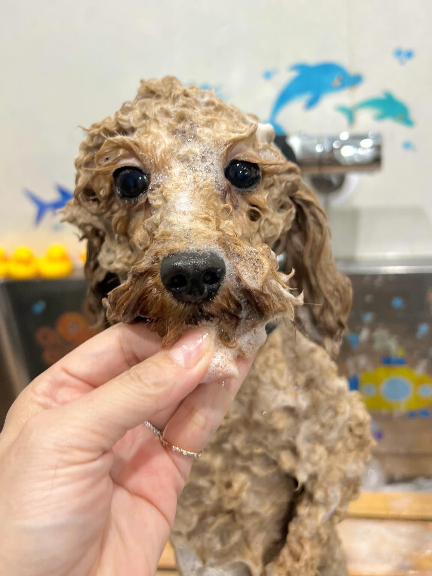 来店いただいたまろんくんです🐶✨