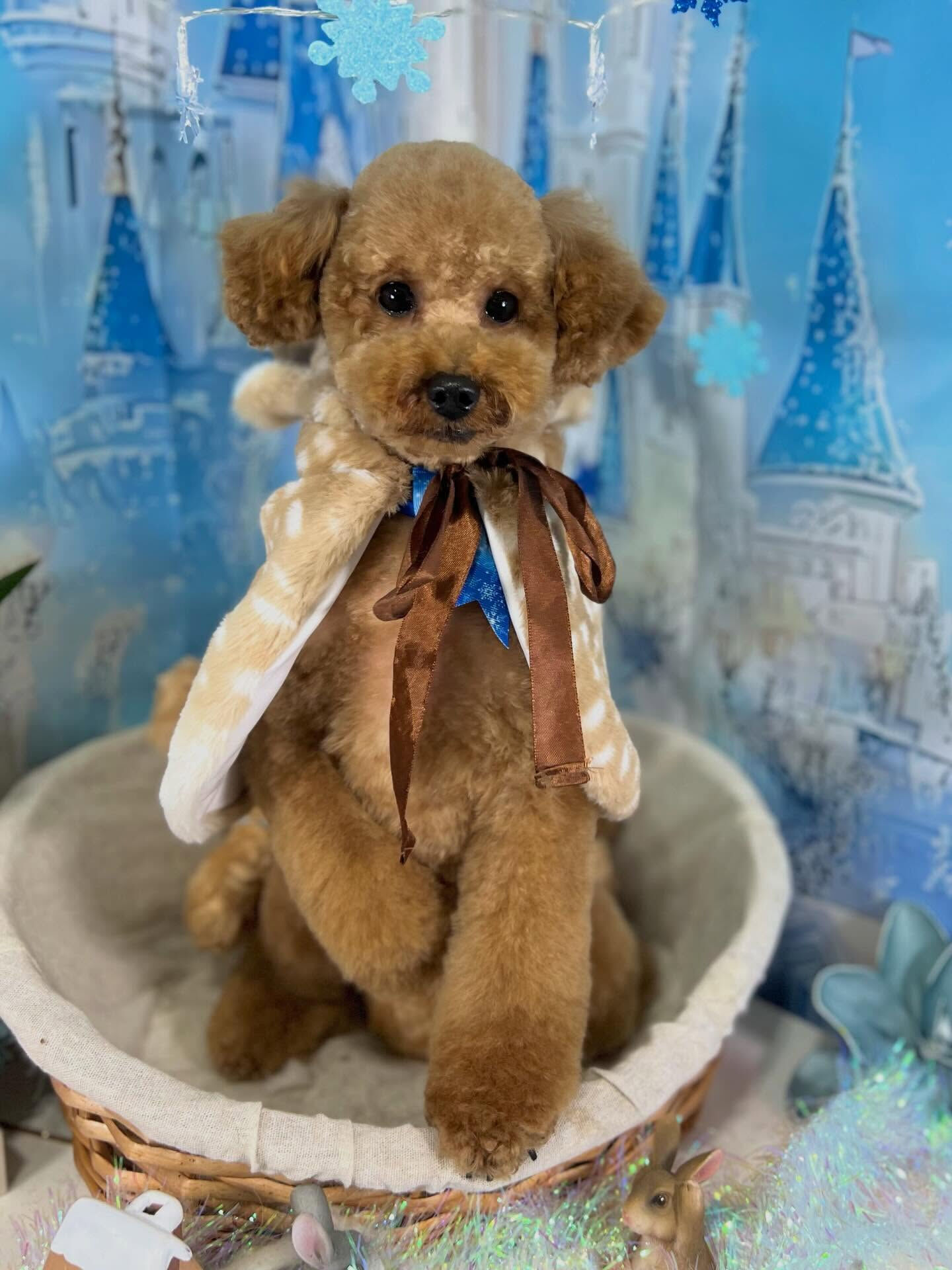 来店いただいたまろんくんです🐶✨