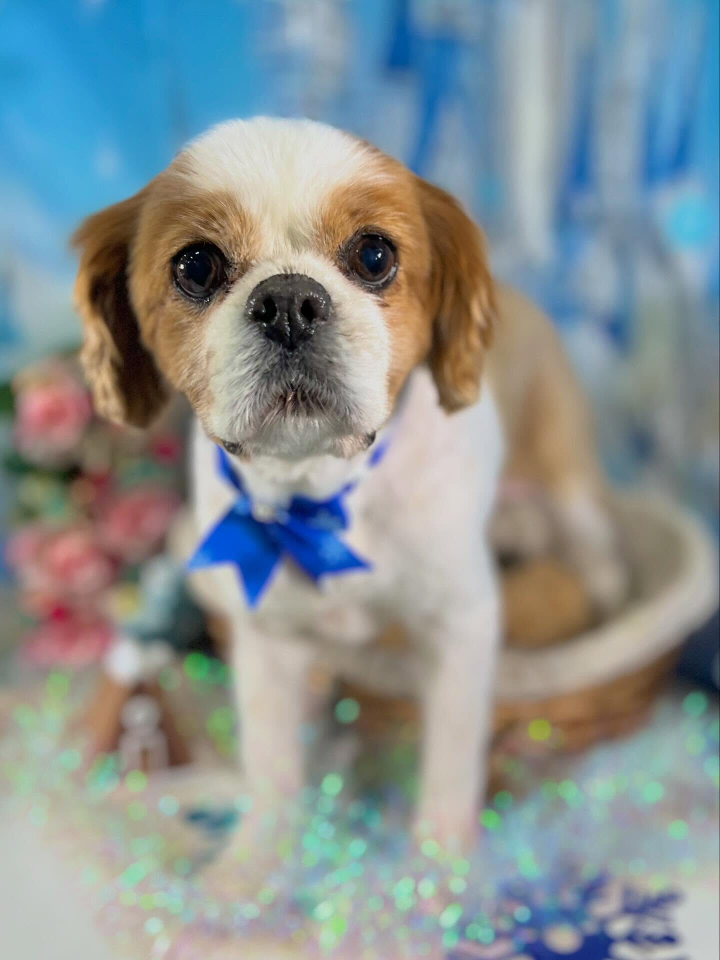 来店いただいたおはなちゃんです🐶✨