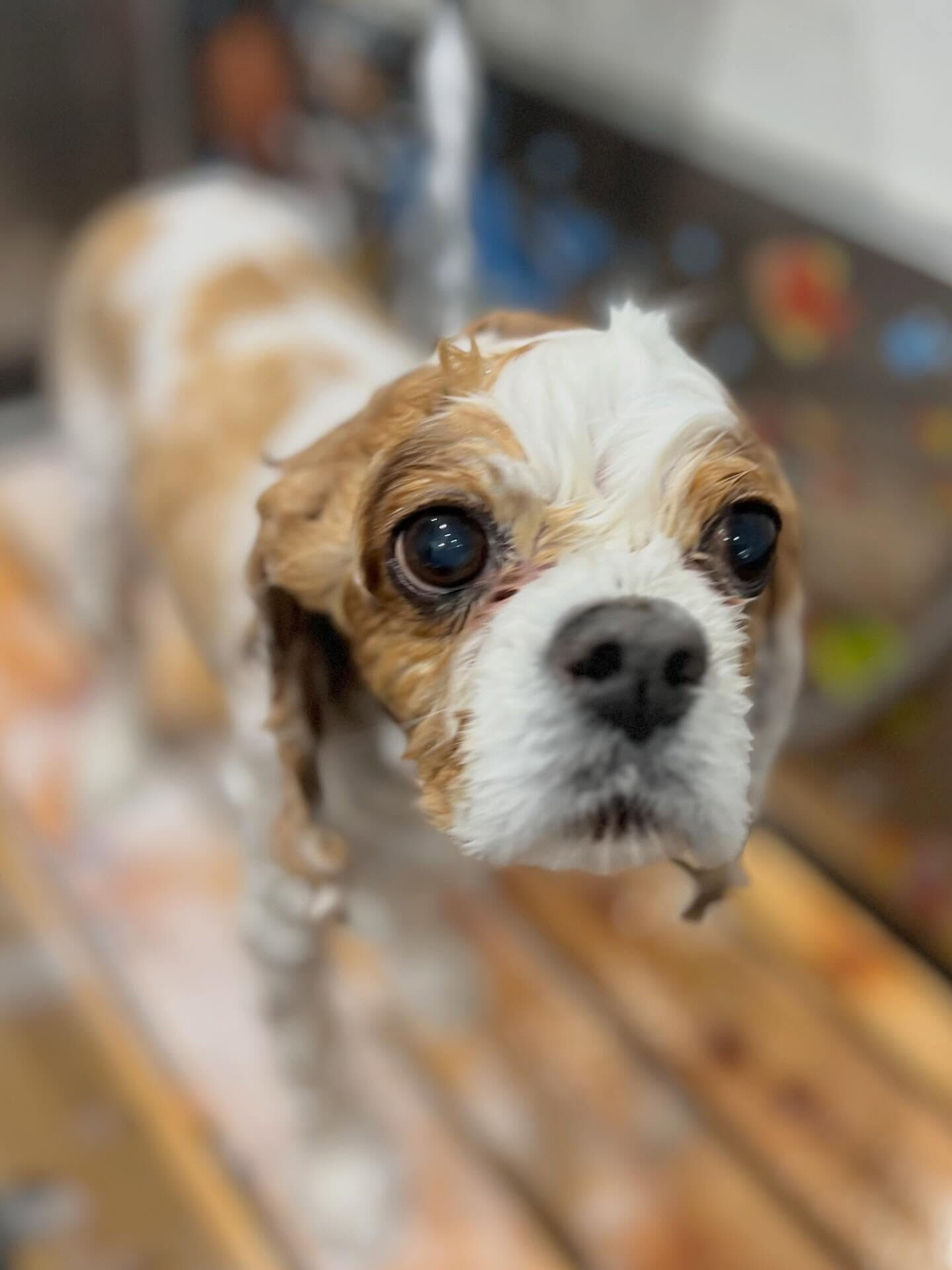 来店いただいたおはなちゃんです🐶✨