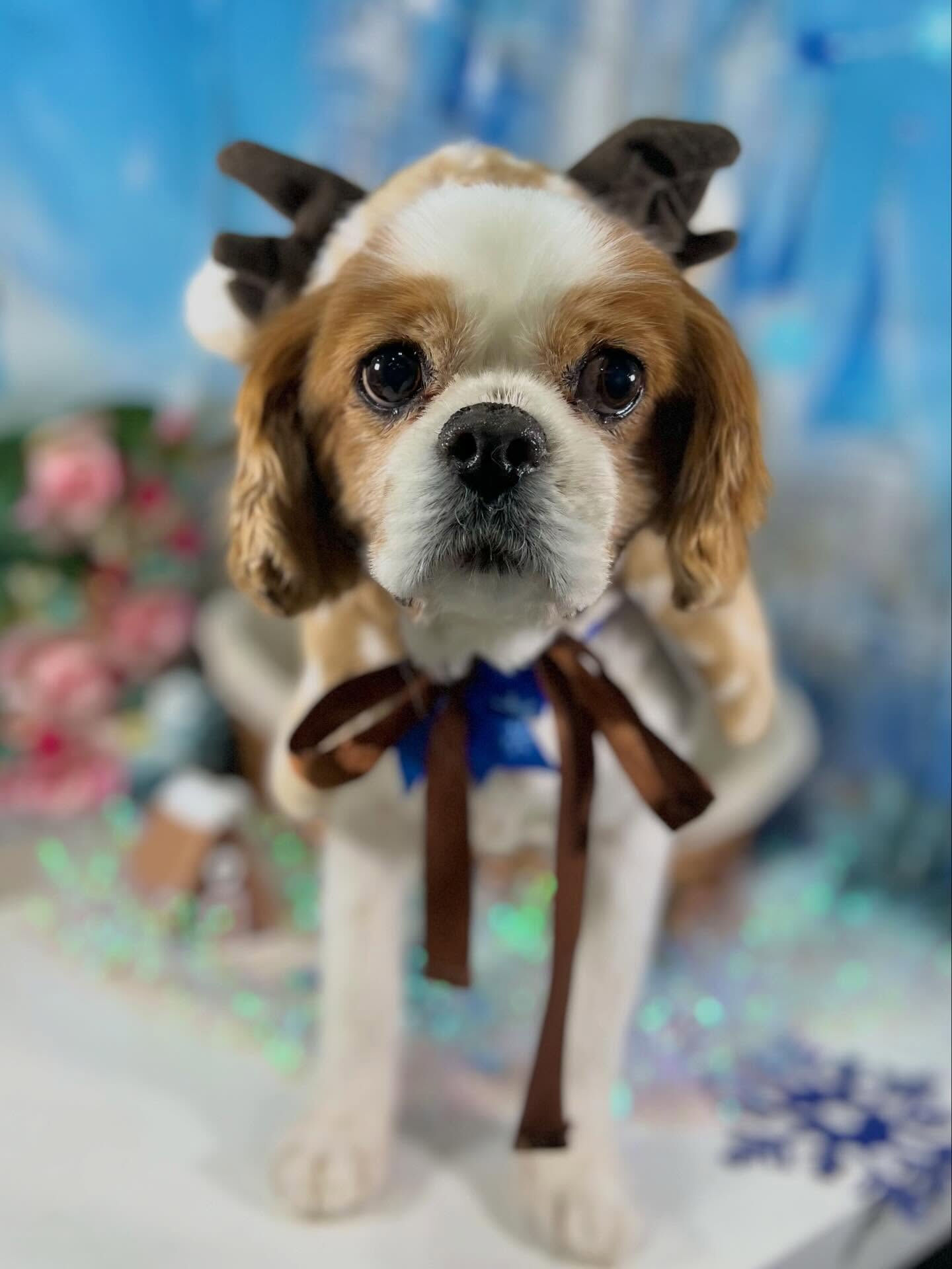 来店いただいたおはなちゃんです🐶✨