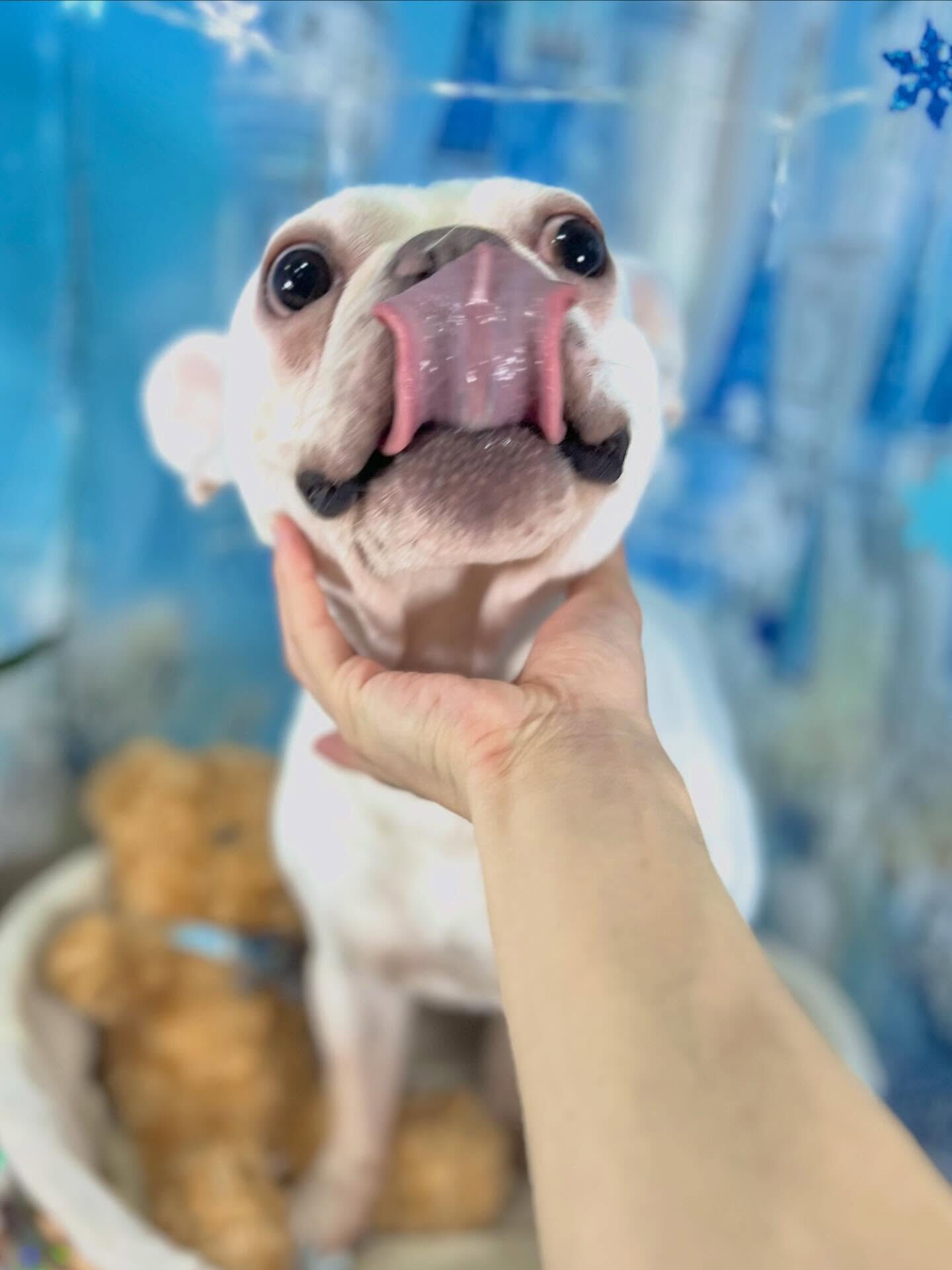来店いただいたブンタくんです🐶✨