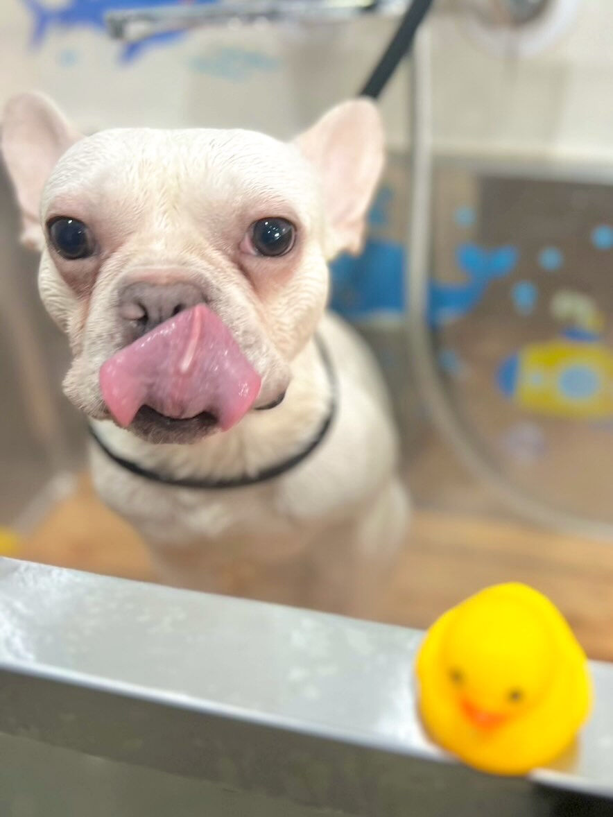 来店いただいたブンタくんです🐶✨
