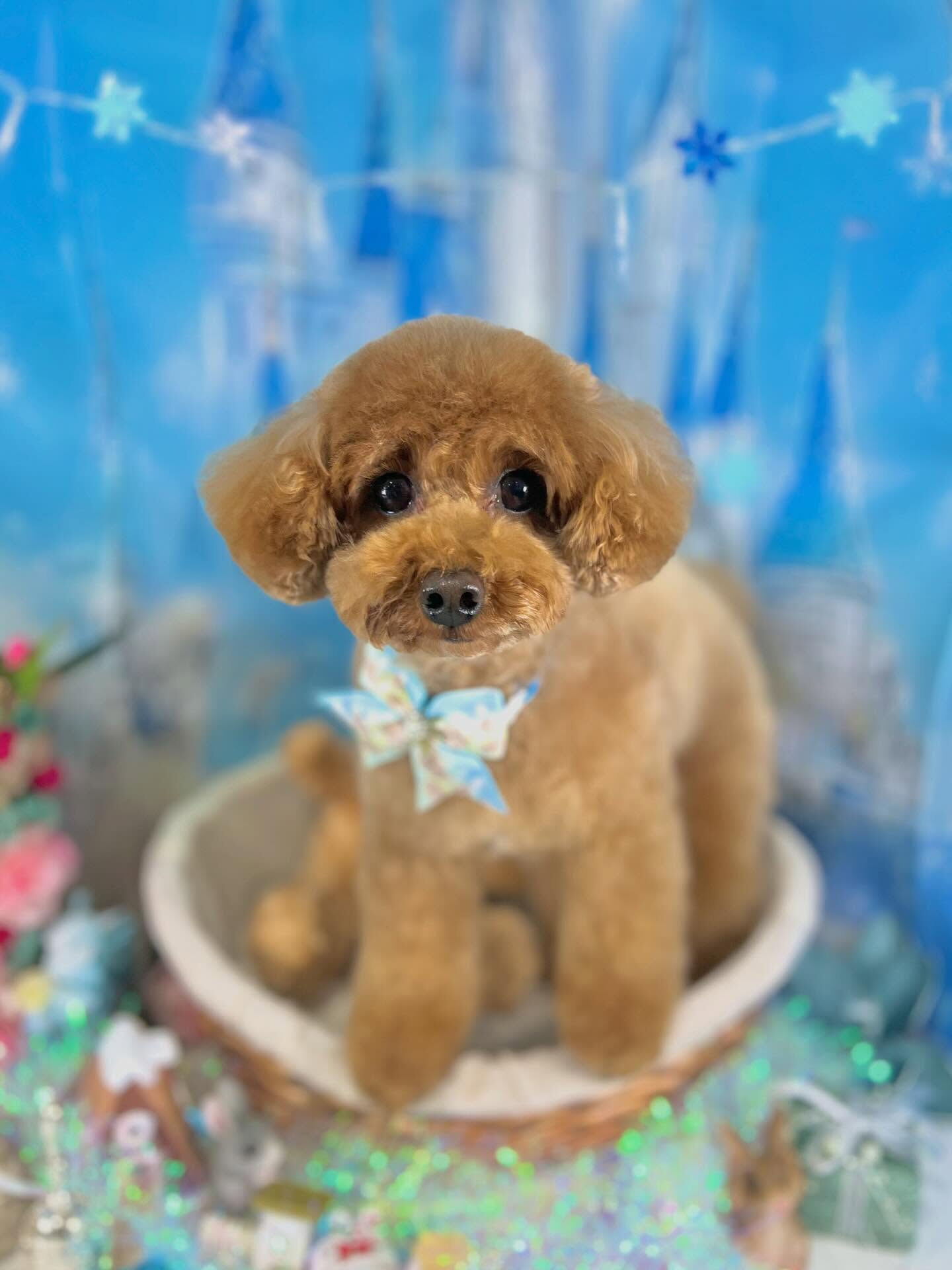 来店いただいたモカちゃんです🐶✨