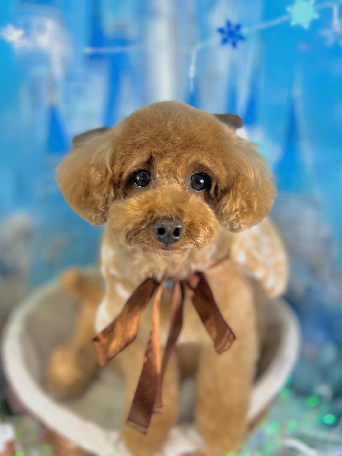 来店いただいたモカちゃんです🐶✨