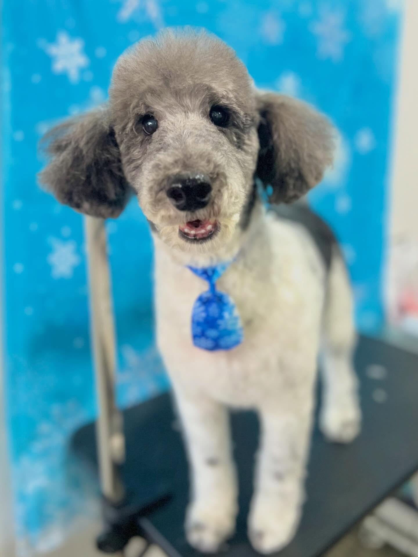 来店いただいたエルモくんです🐶✨