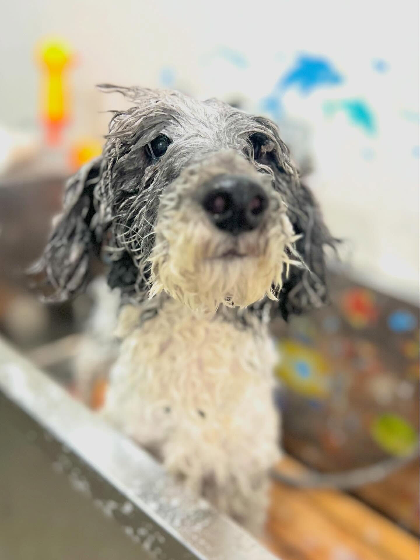 来店いただいたエルモくんです🐶✨