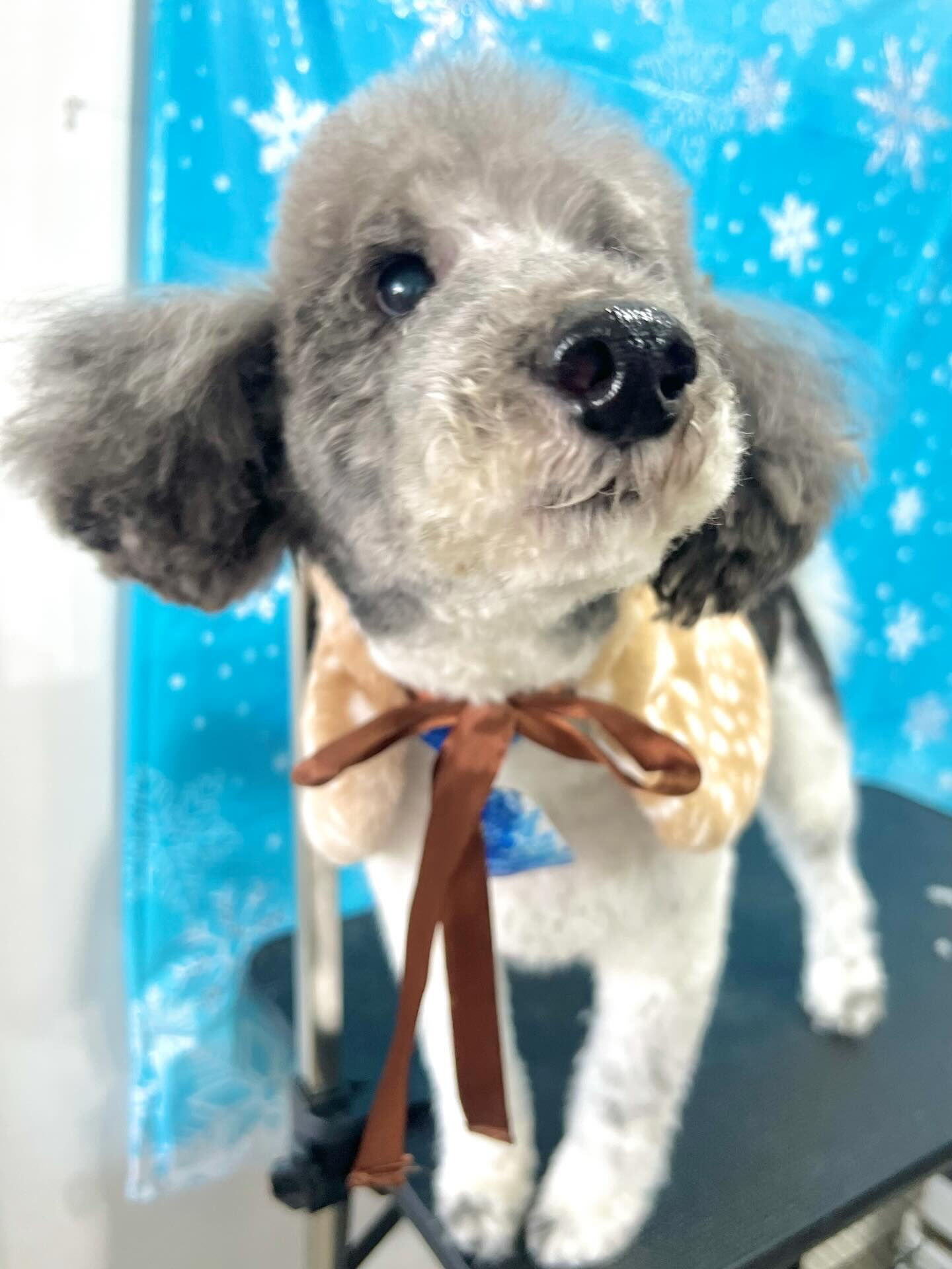 来店いただいたエルモくんです🐶✨