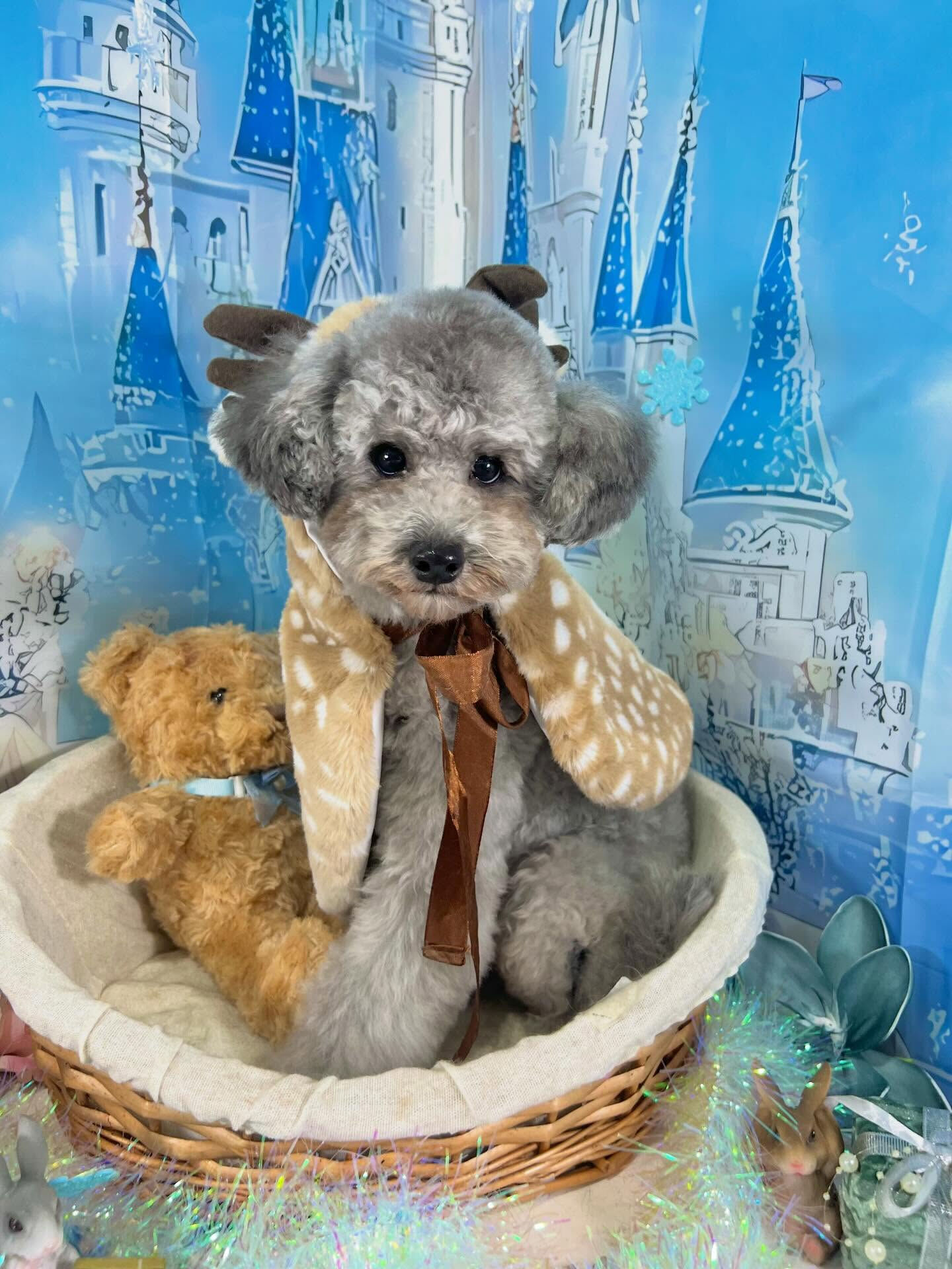 来店いただいたくろすけくんです🐶✨