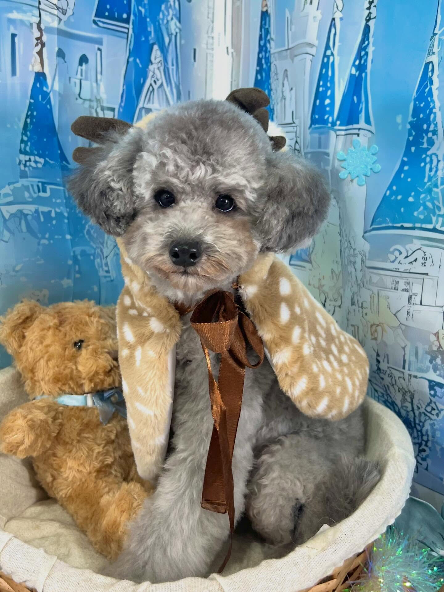 来店いただいたくろすけくんです🐶✨
