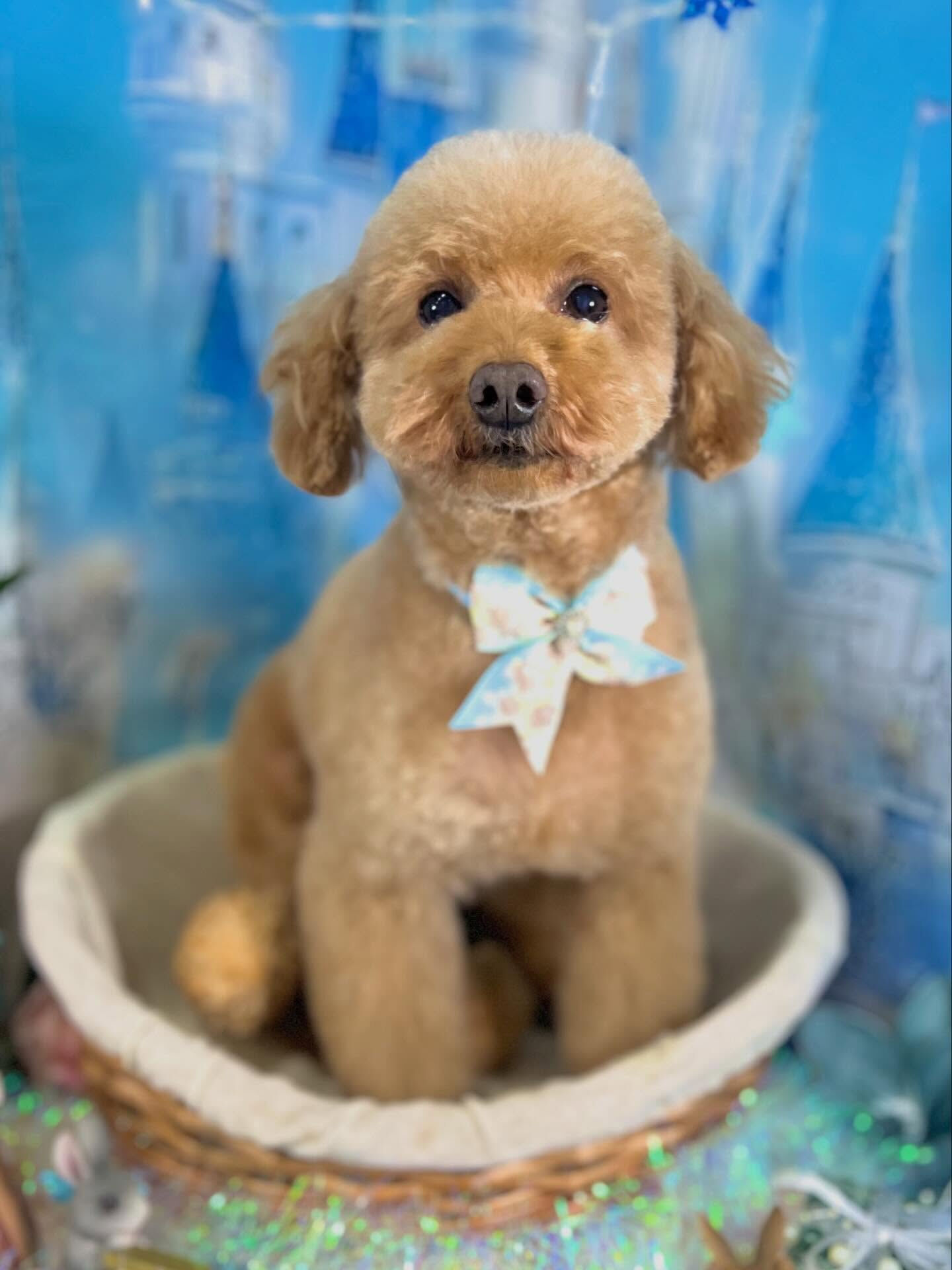 来店いただいたりりむちゃんです🐶✨