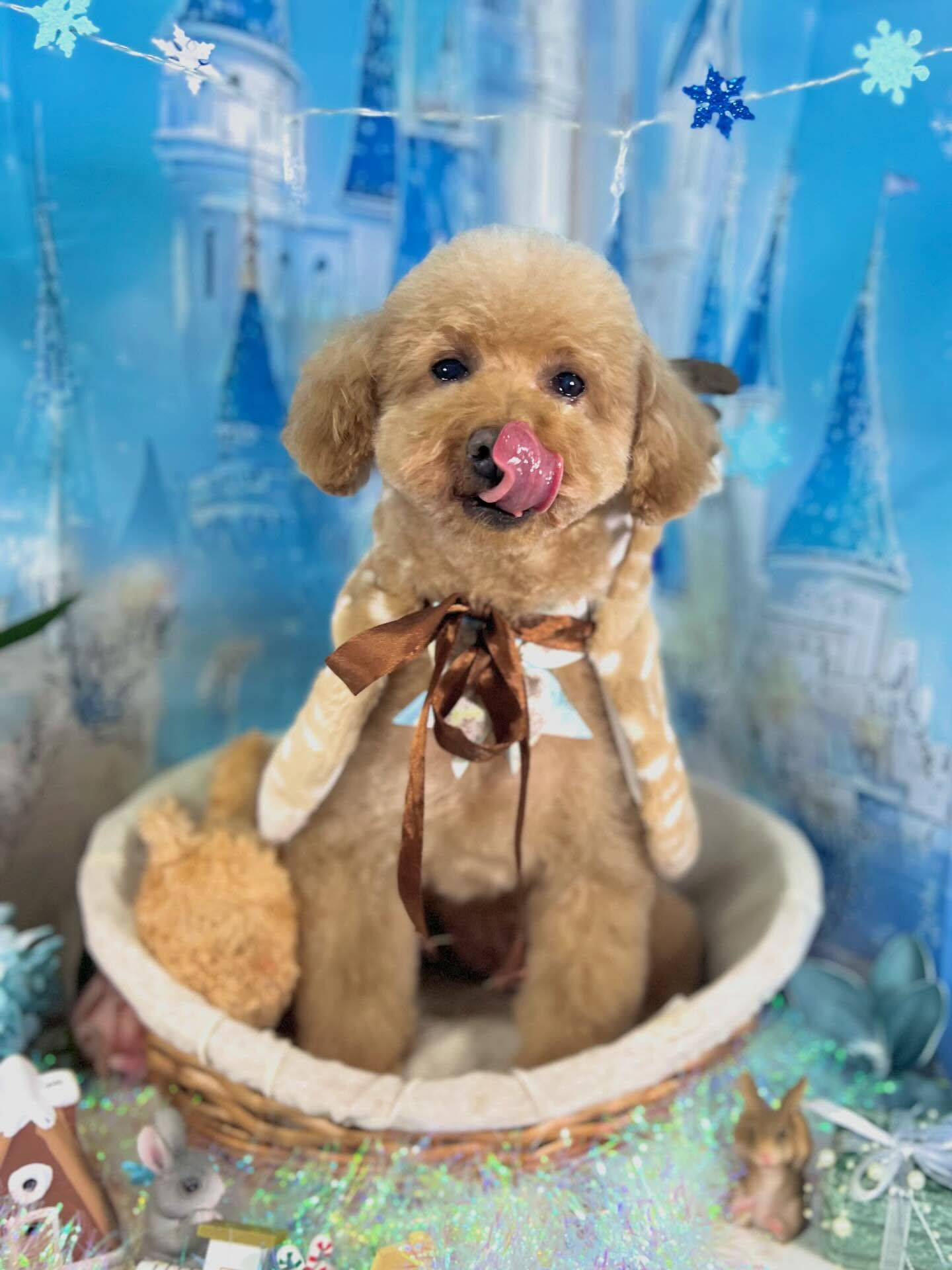 来店いただいたりりむちゃんです🐶✨