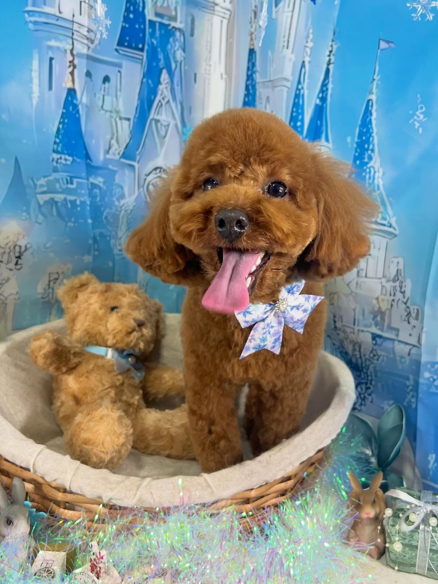 来店いただいたラテちゃんです🐶✨