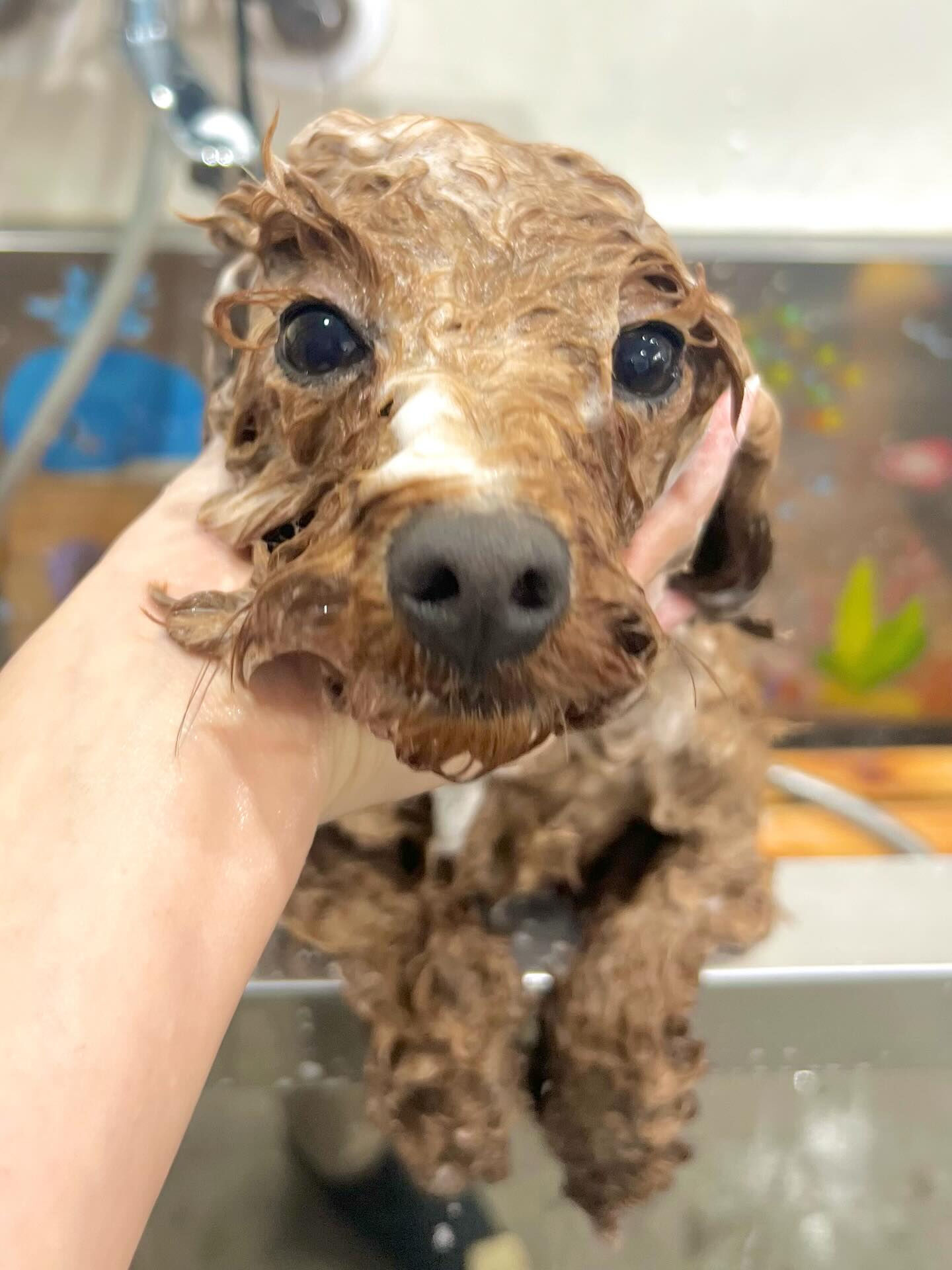 来店いただいたラテちゃんです🐶✨