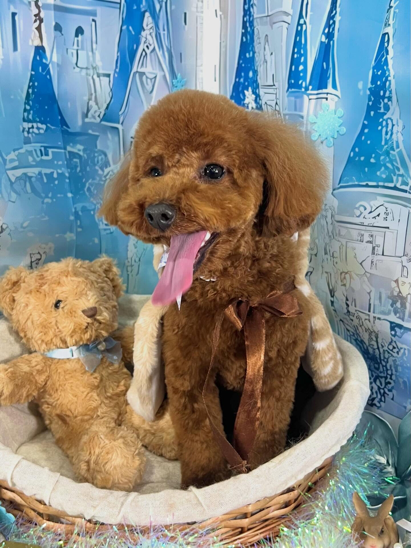 来店いただいたラテちゃんです🐶✨