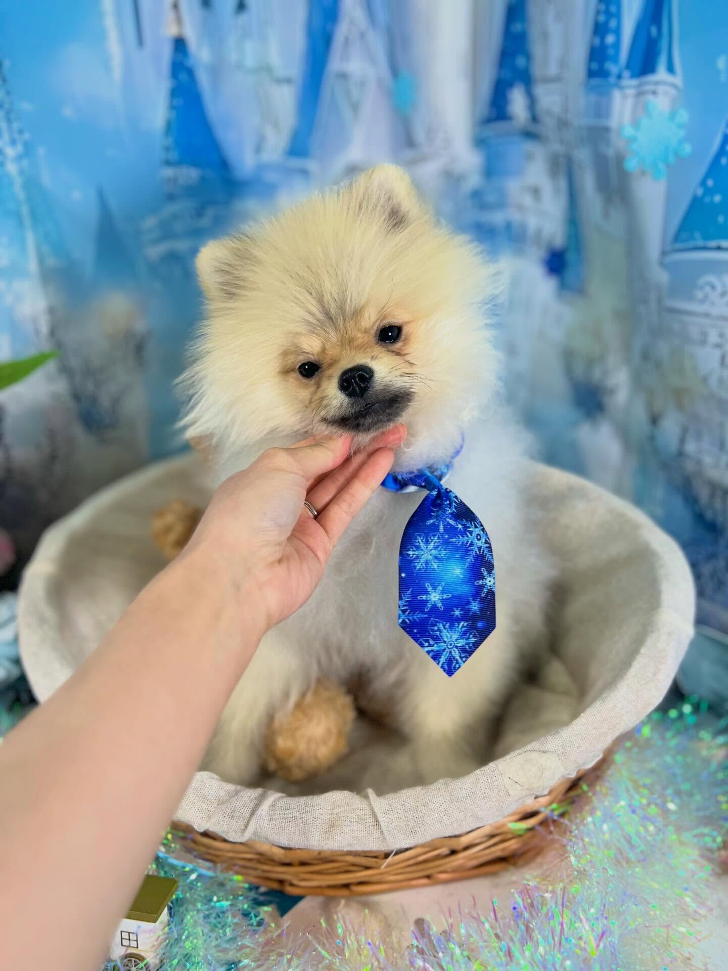 来店いただいたぽん太くんです🐶✨