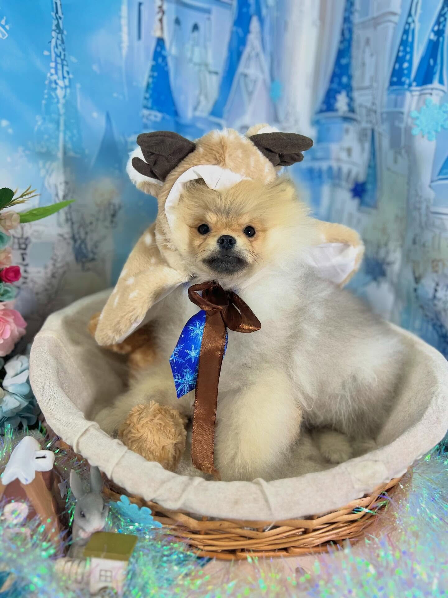 来店いただいたぽん太くんです🐶✨