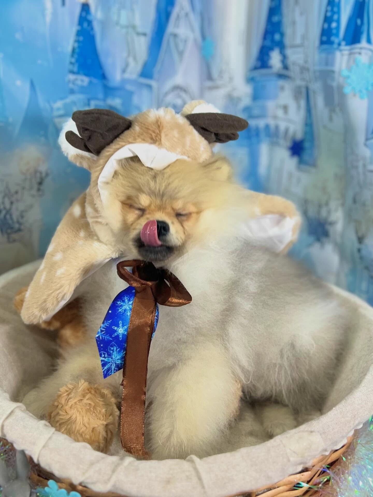 来店いただいたぽん太くんです🐶✨