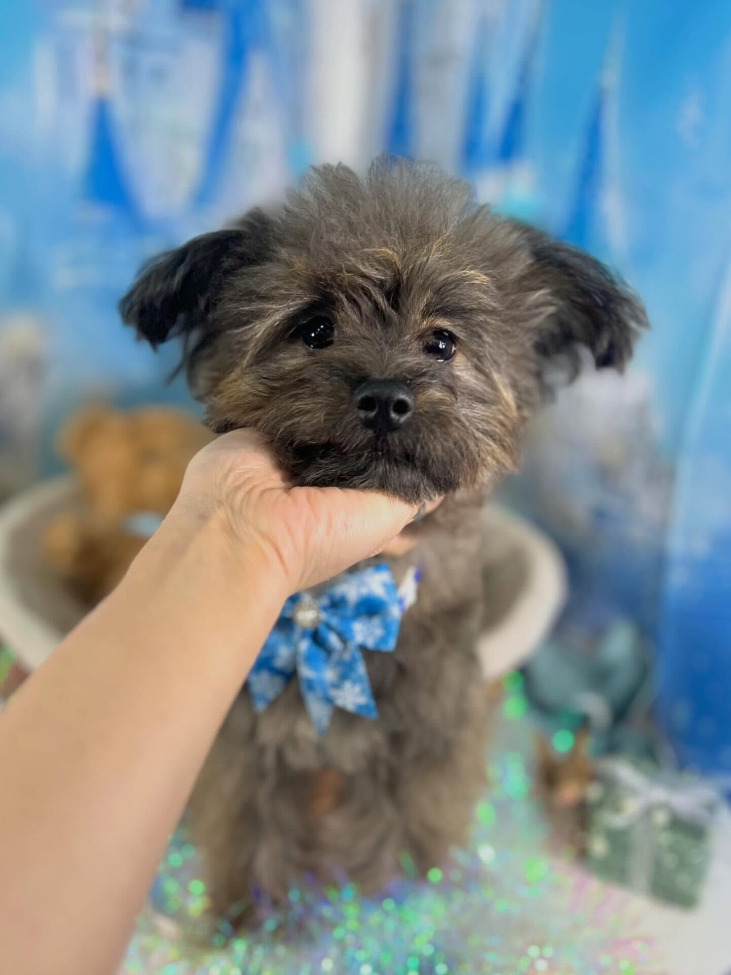 来店いただいたビビちゃんです🐶✨