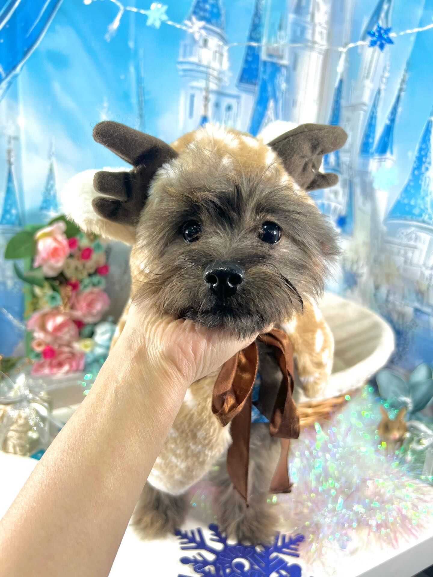 来店いただいたビビちゃんです🐶✨