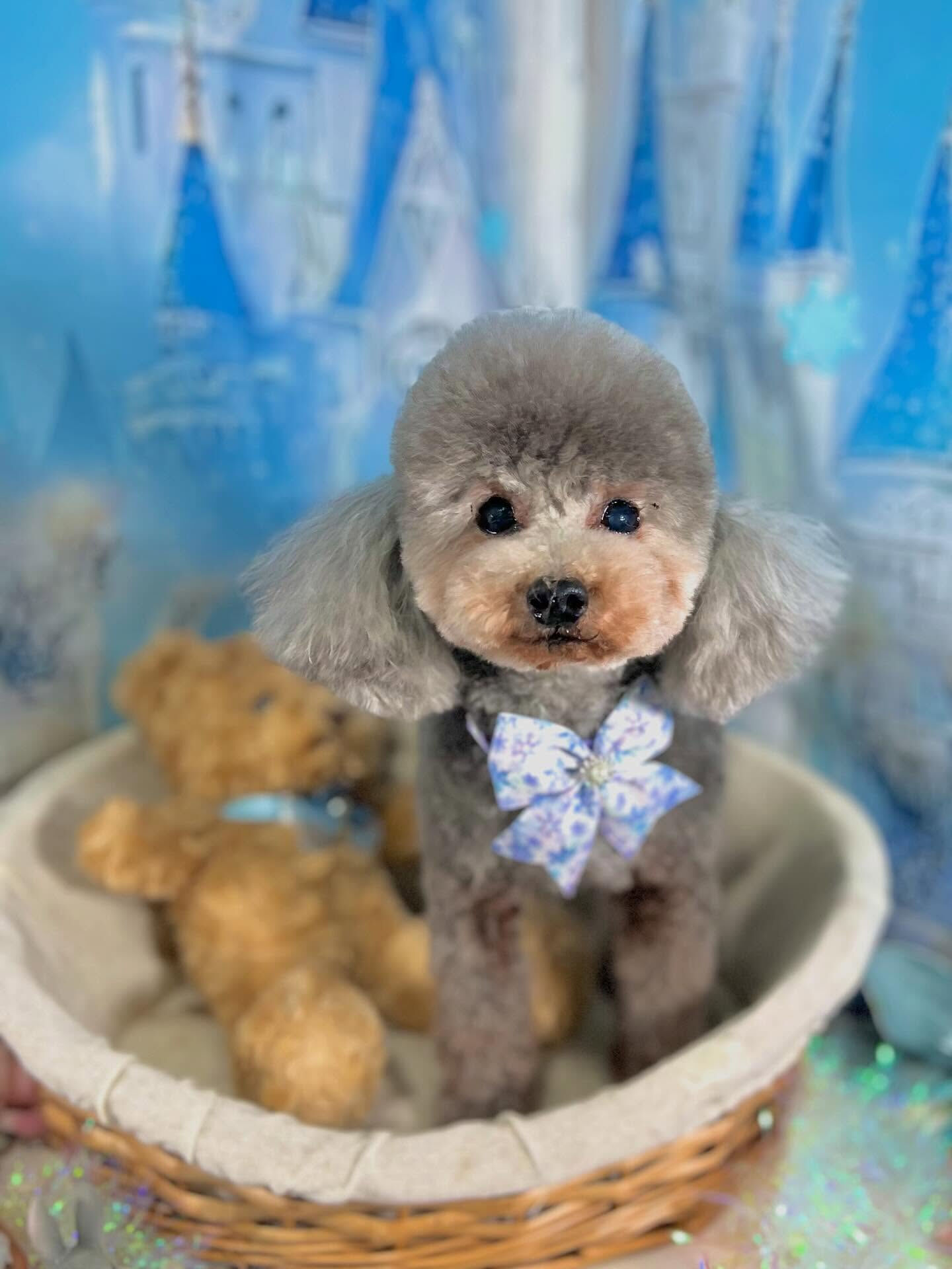 来店いただいたサクラちゃんです🐶✨