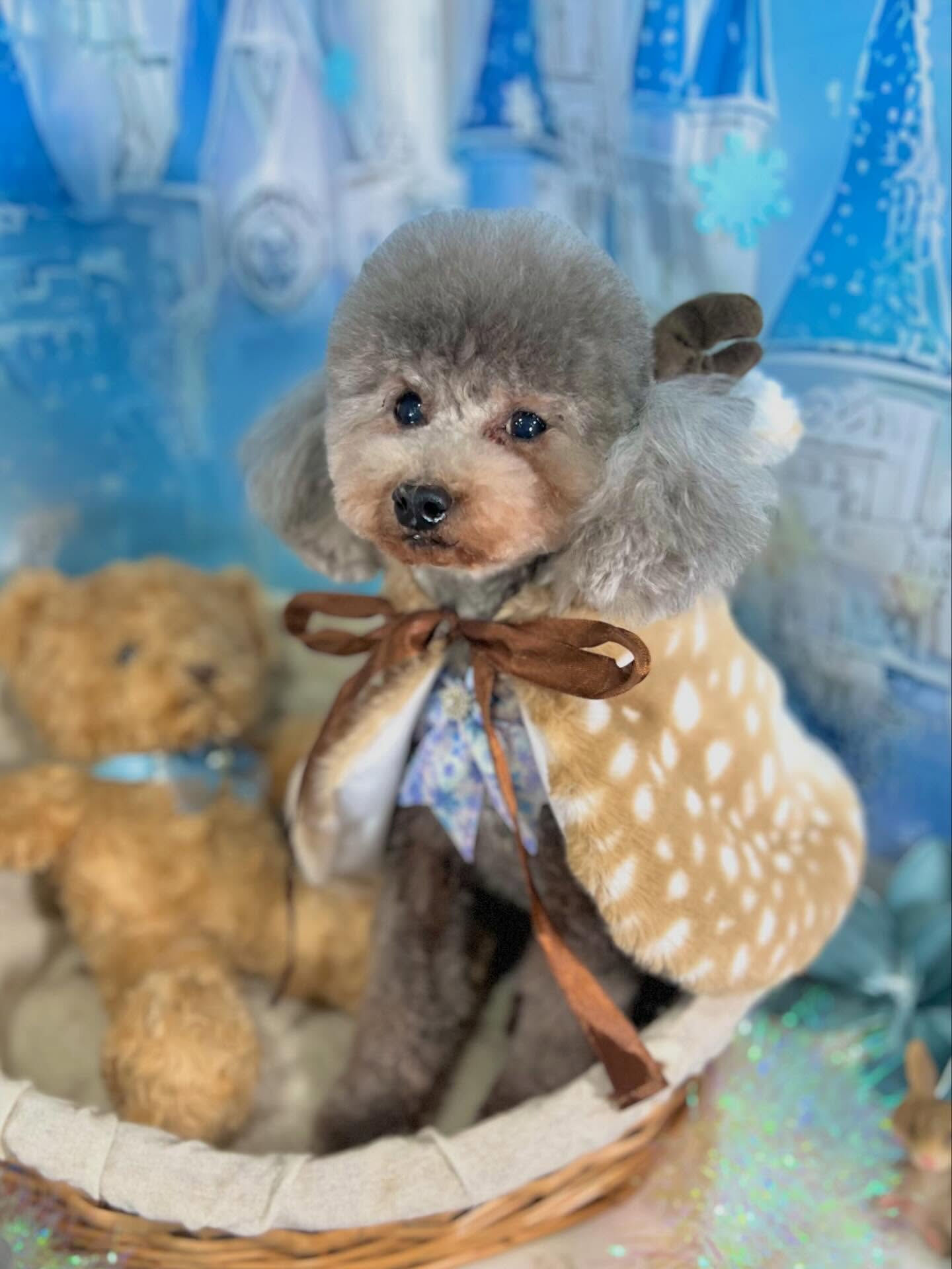 来店いただいたサクラちゃんです🐶✨