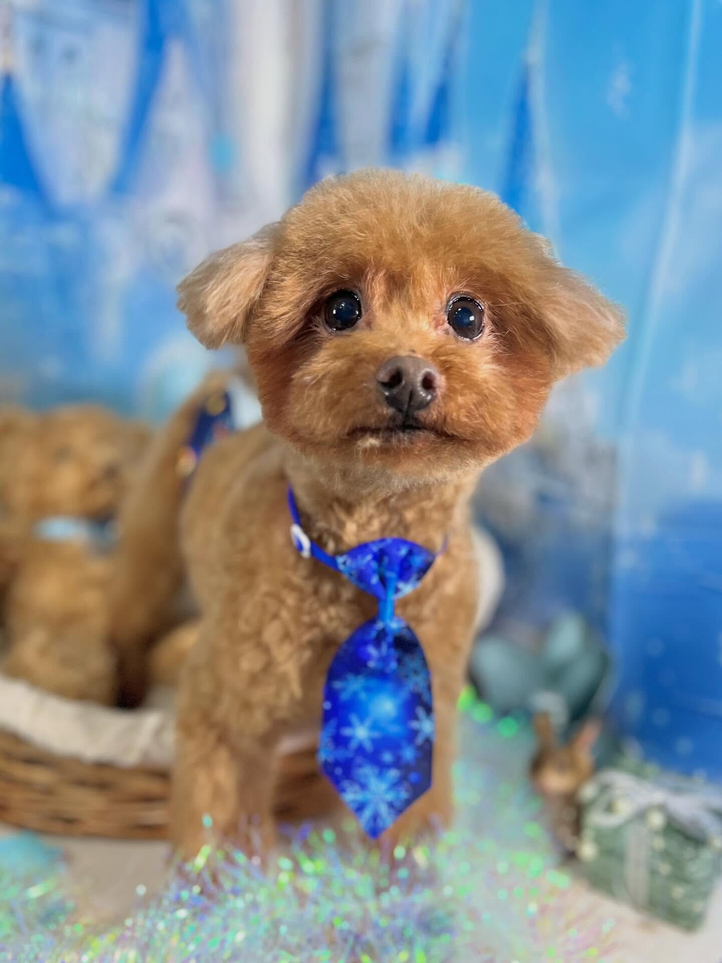 来店いただいたチャチャくんです🐶✨
