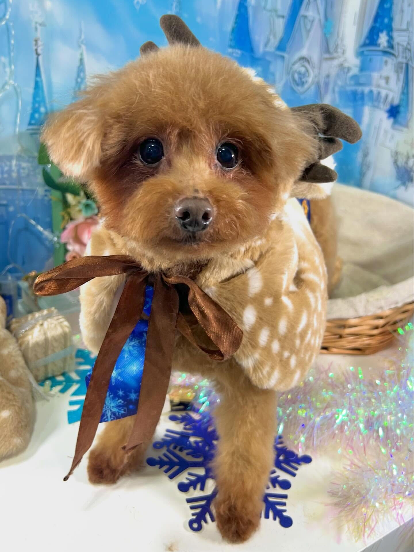 来店いただいたチャチャくんです🐶✨