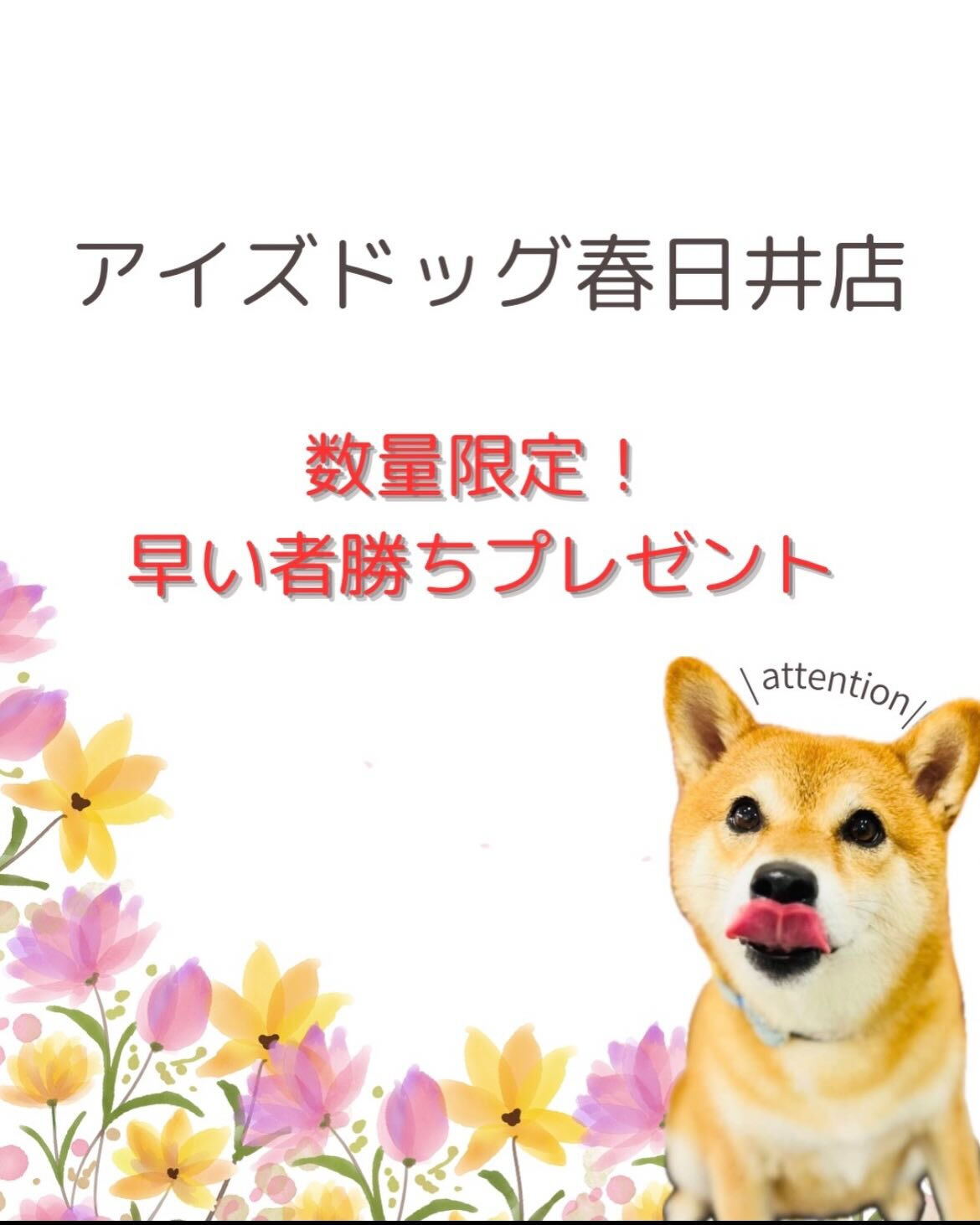 📢【トリミング空き枠のご案内】✂️✨