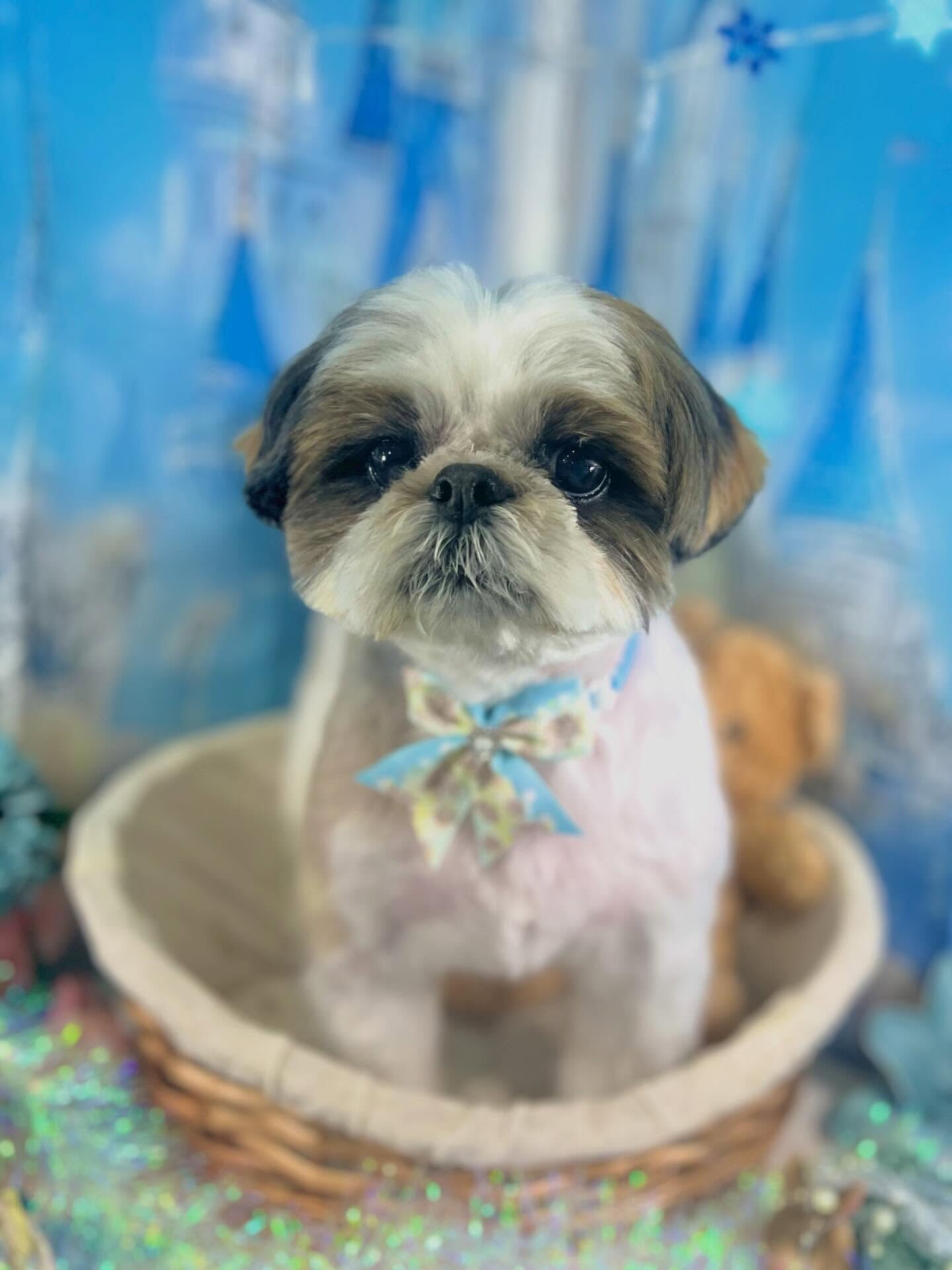 来店いただいたアーモンドくんです🐶✨