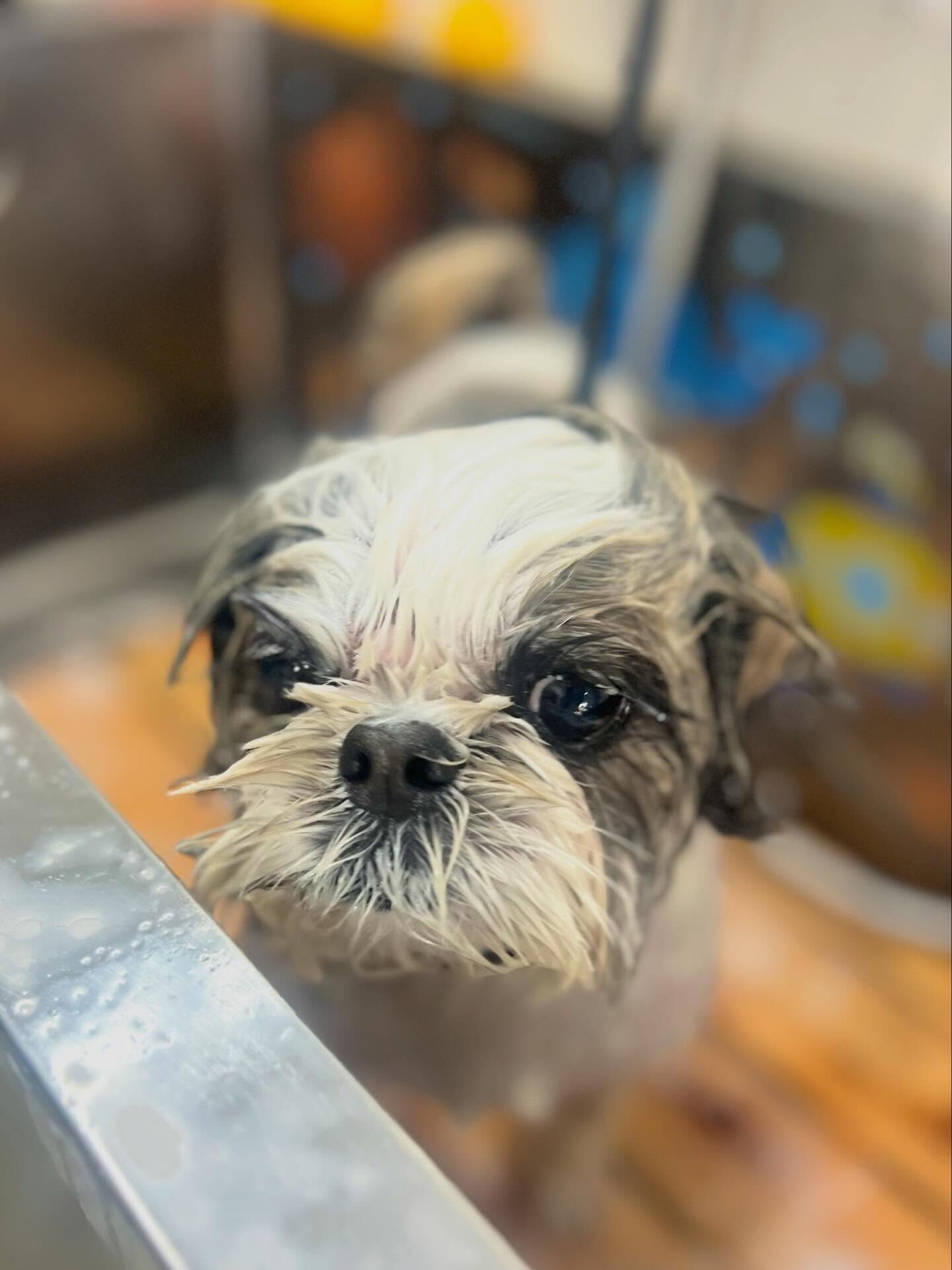 来店いただいたアーモンドくんです🐶✨