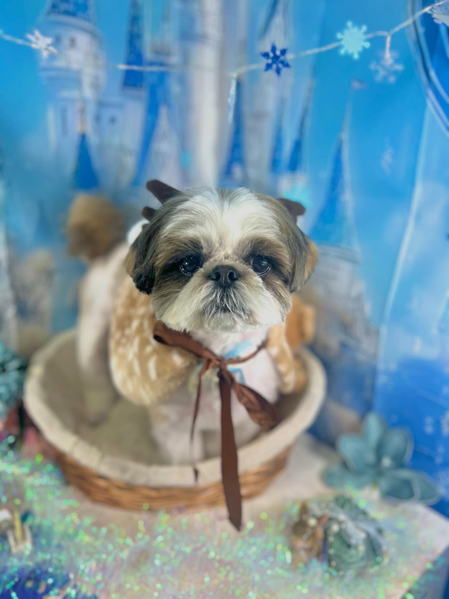 来店いただいたアーモンドくんです🐶✨