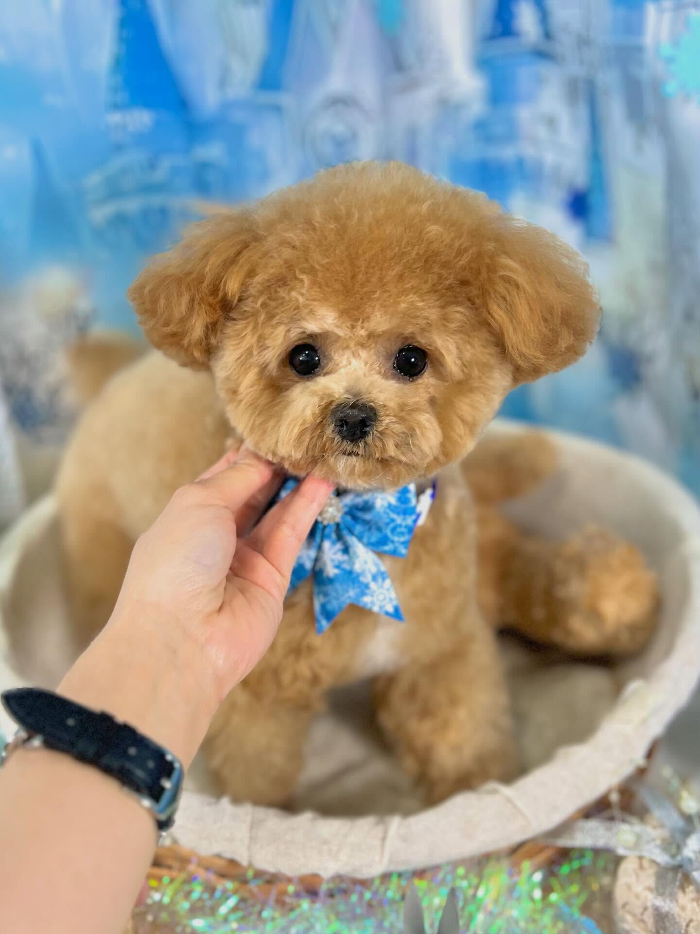 来店いただいたエミちゃんです🐶✨