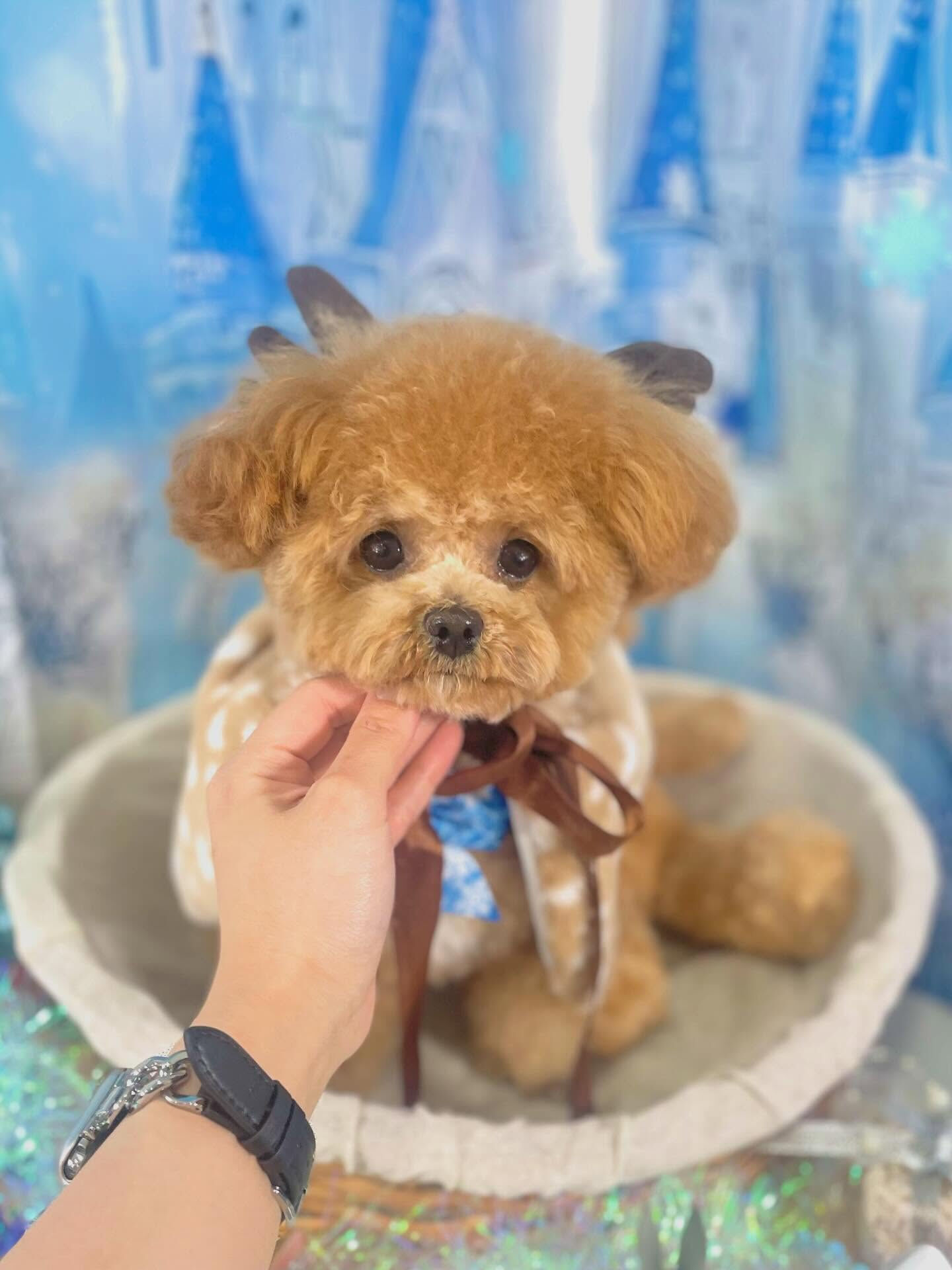 来店いただいたエミちゃんです🐶✨